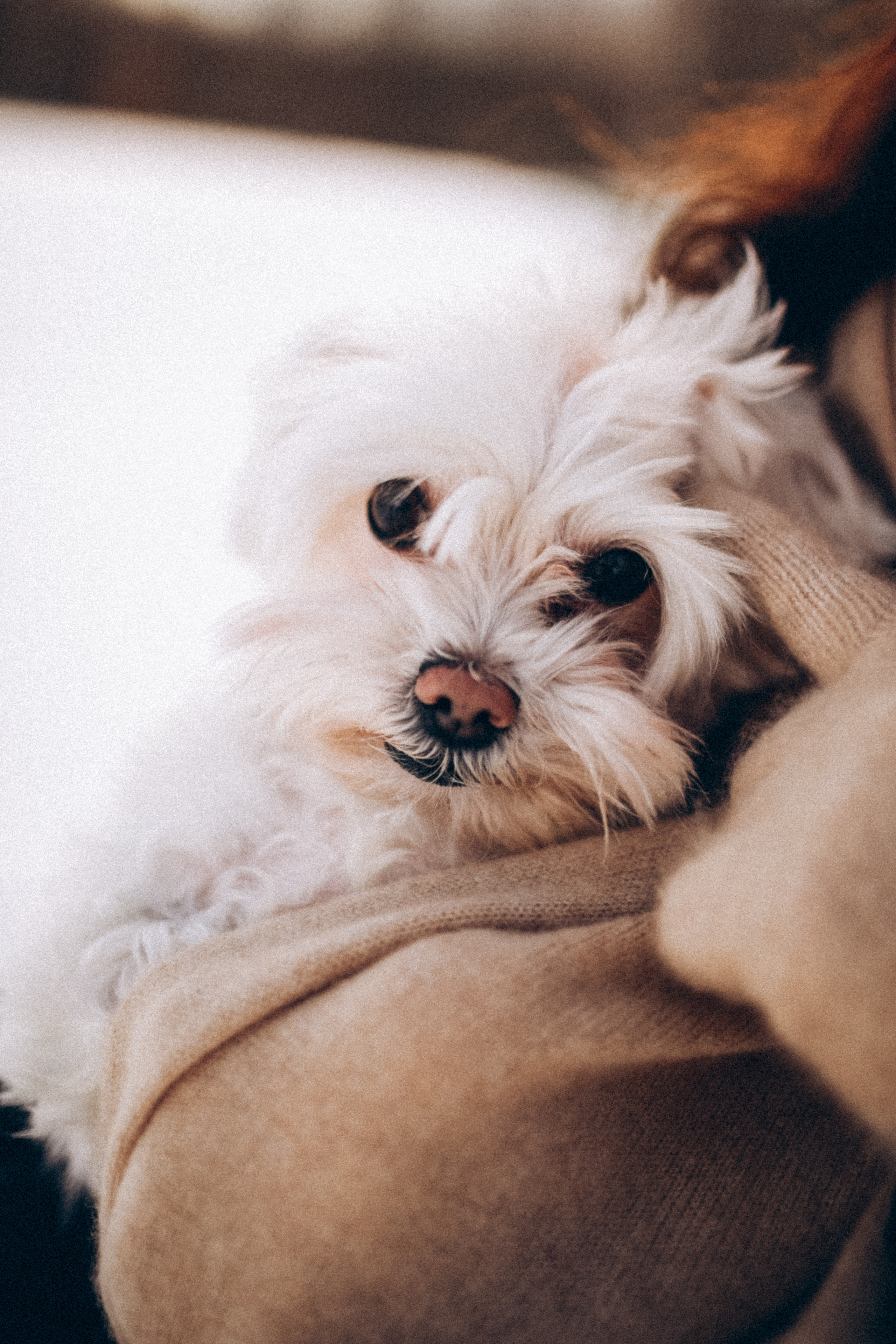 Катюша & Милашка. Фотограф НОГИНСК, Москва, Анастасия Белая