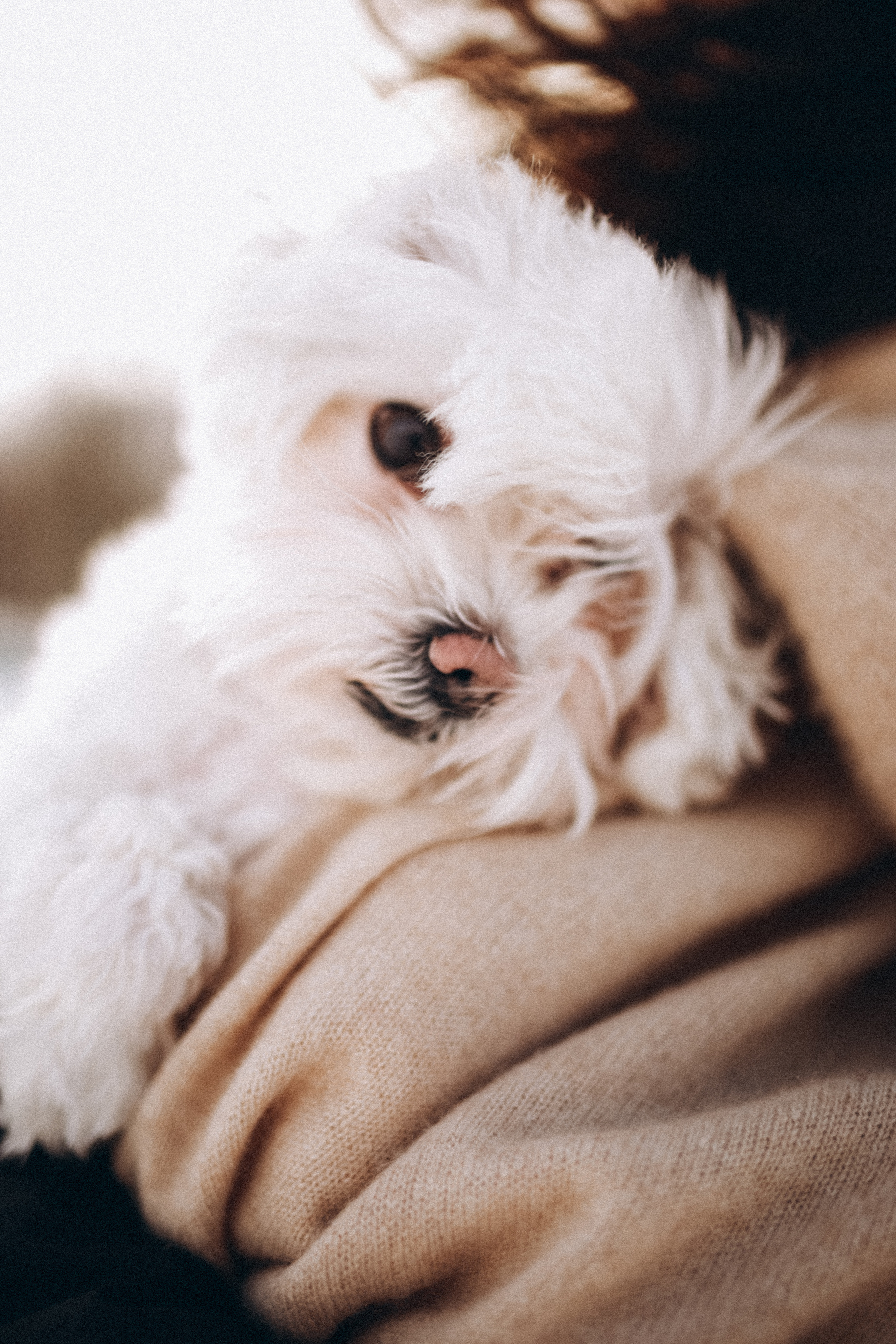 Катюша & Милашка. Фотограф НОГИНСК, Москва, Анастасия Белая