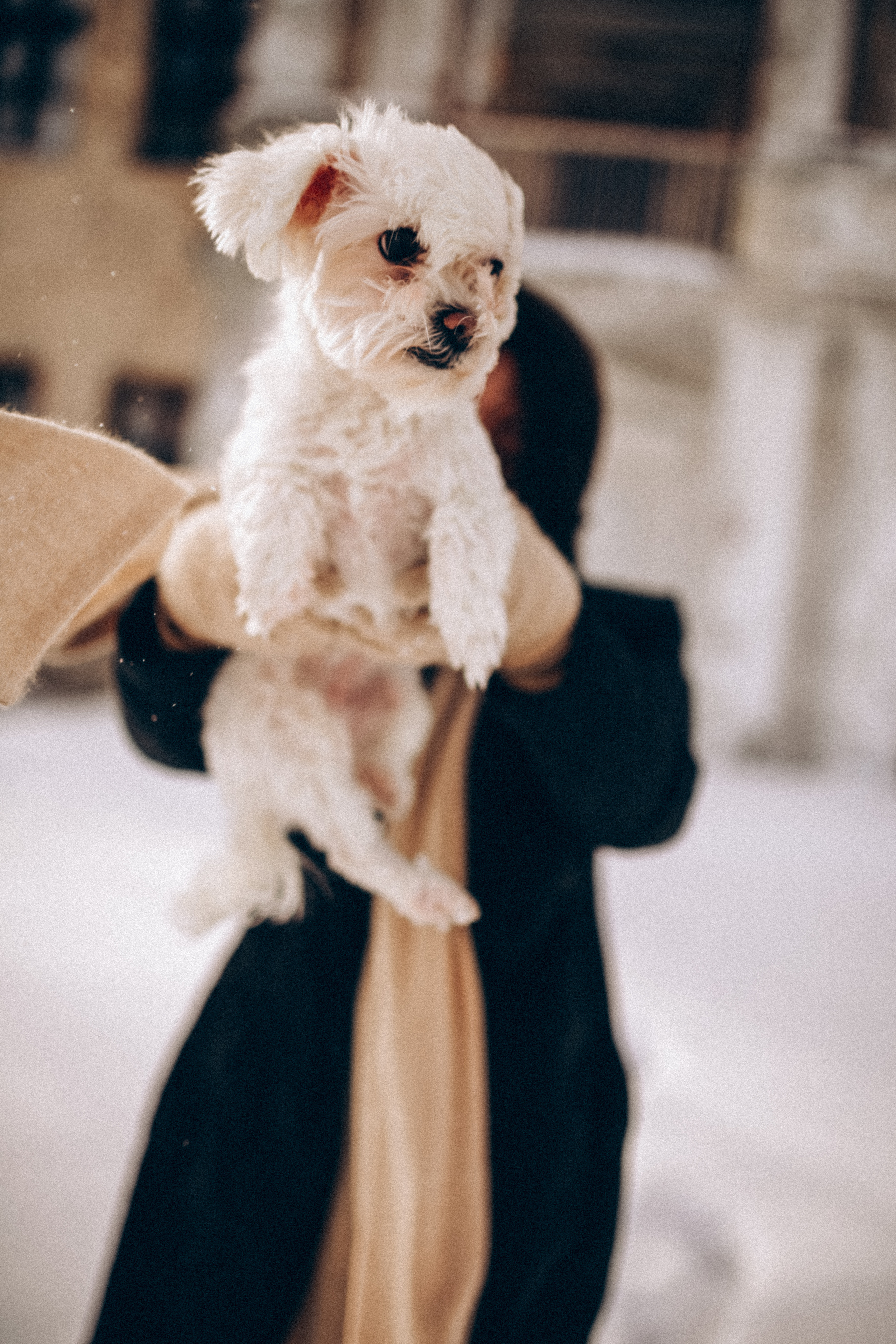 Катюша & Милашка. Фотограф НОГИНСК, Москва, Анастасия Белая