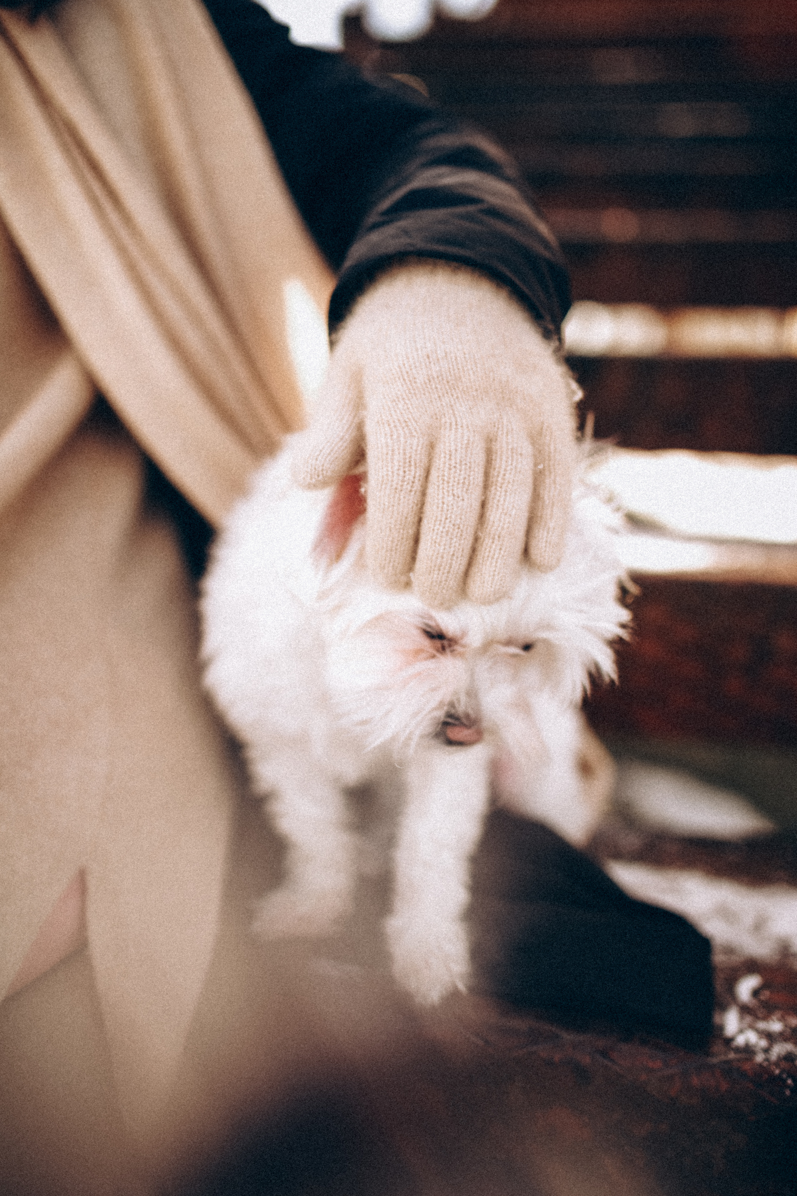 Катюша & Милашка. Фотограф НОГИНСК, Москва, Анастасия Белая