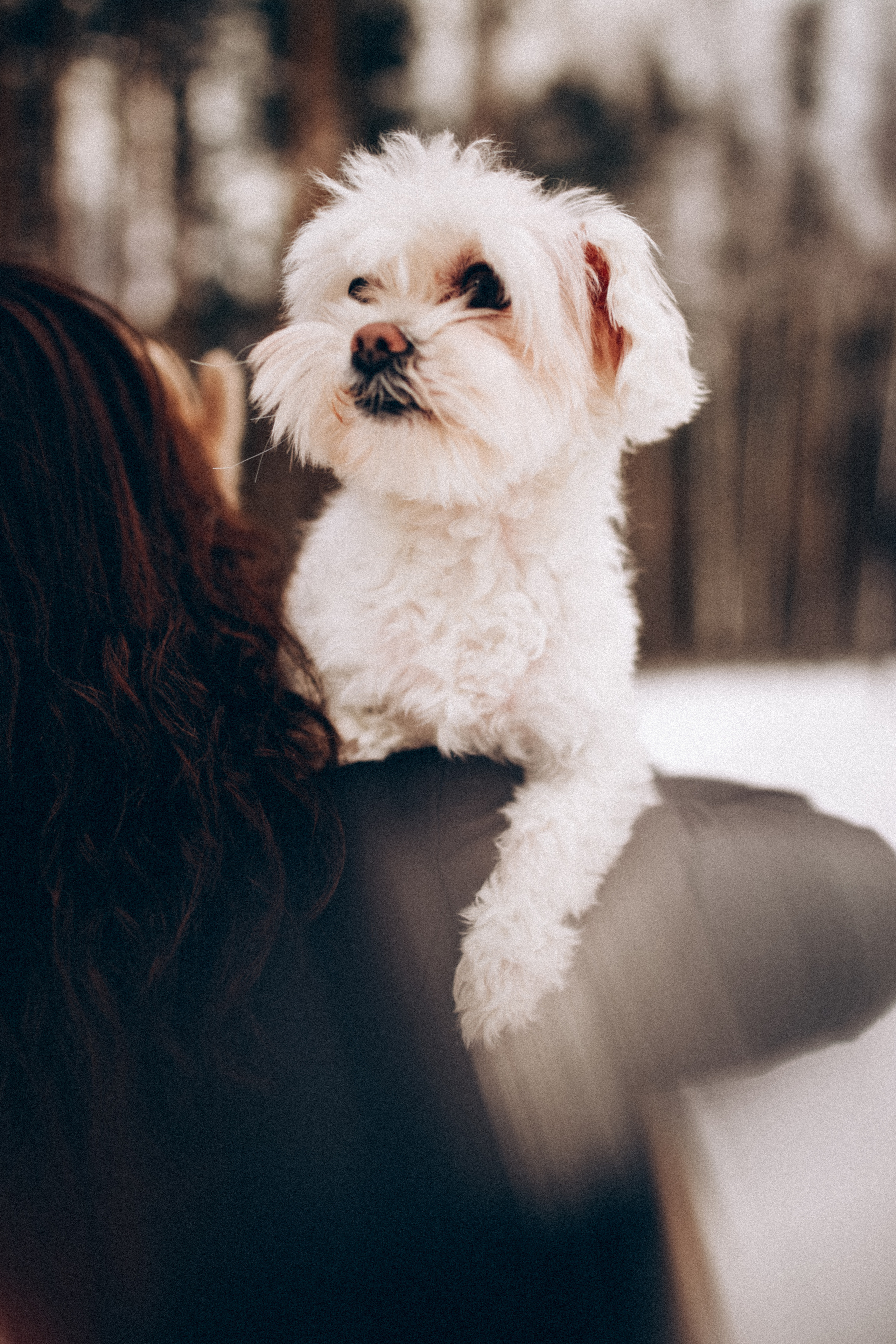 Катюша & Милашка. Фотограф НОГИНСК, Москва, Анастасия Белая