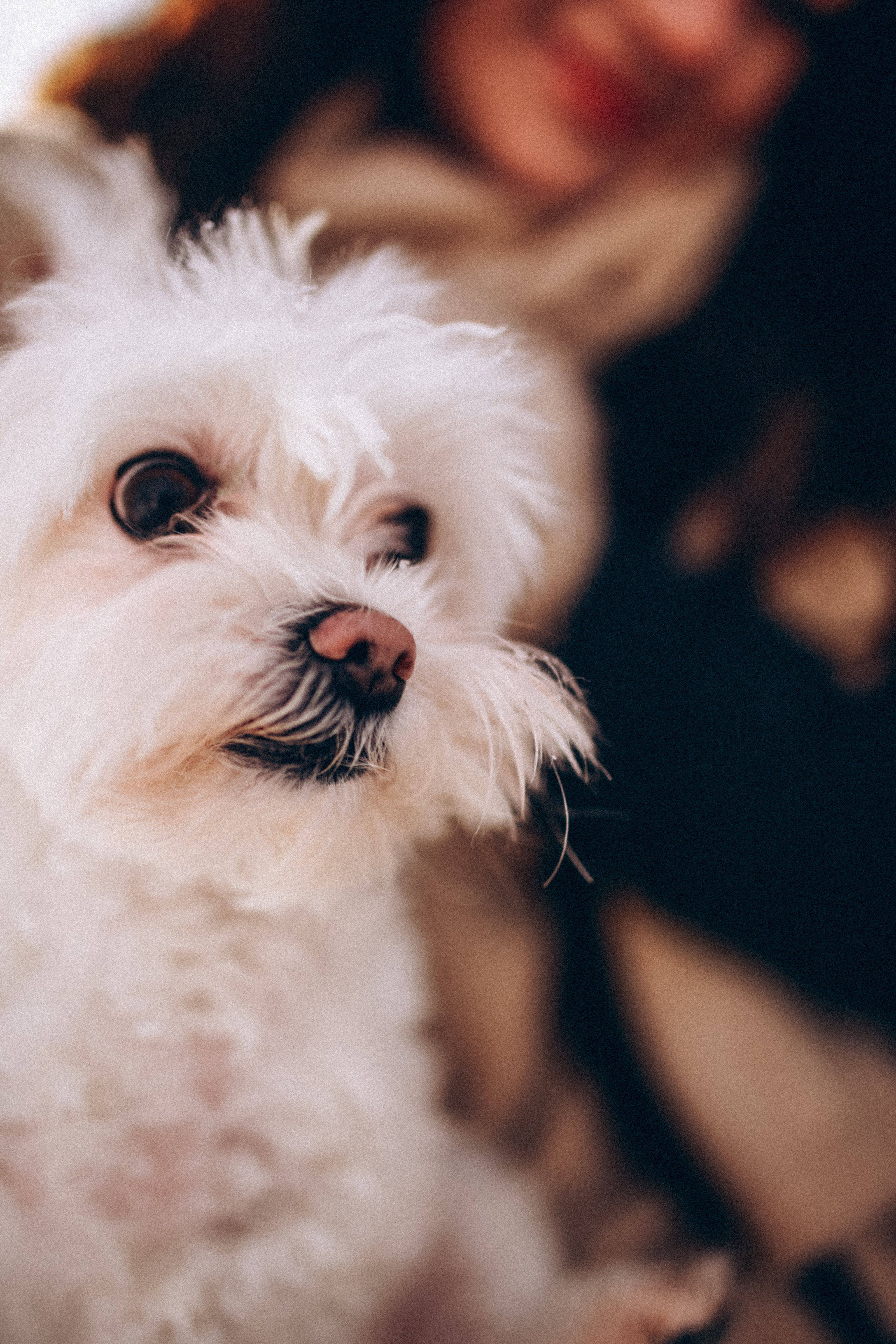 Катюша & Милашка. Фотограф НОГИНСК, Москва, Анастасия Белая