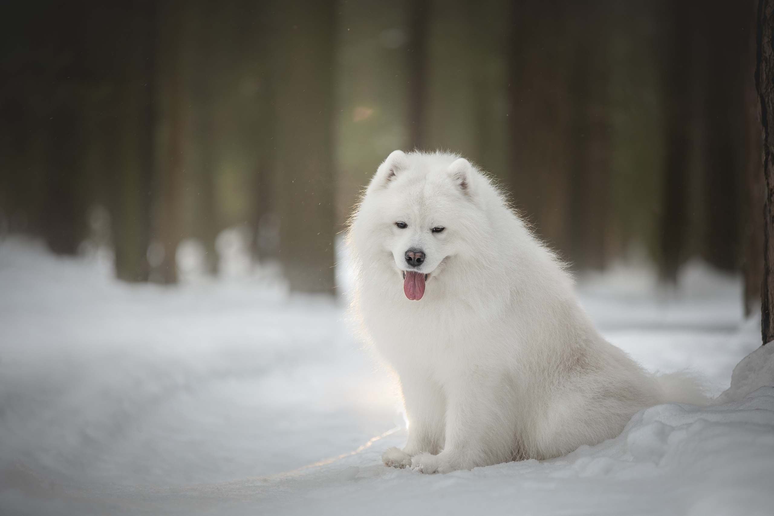 Самоедские мальчишки. Фотограф анималист в Москве Майорова Евгения