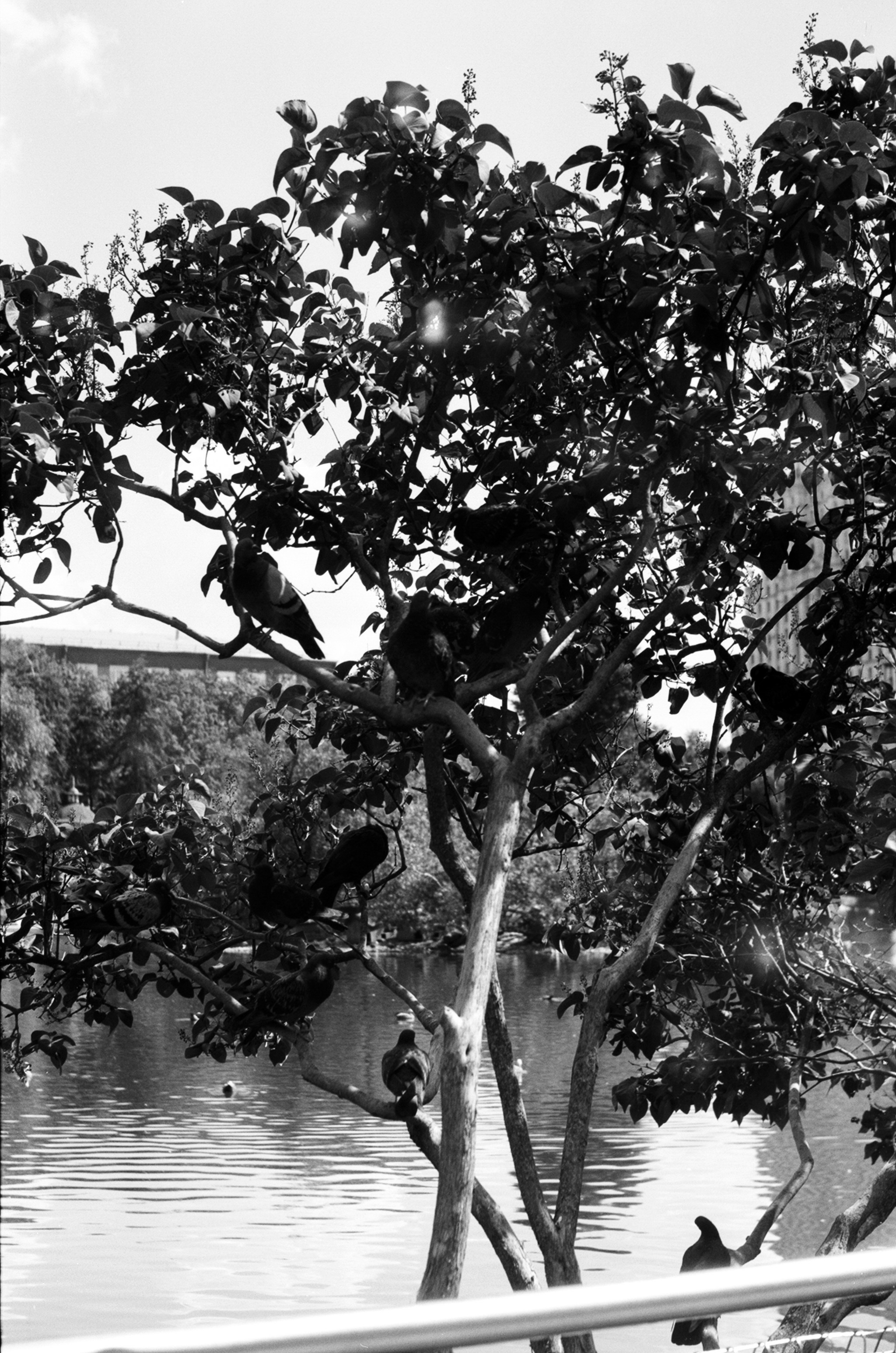 Альбом пленочных ЧБ-фото. Репортажный и семейный фотограф — Шелихов Сергей