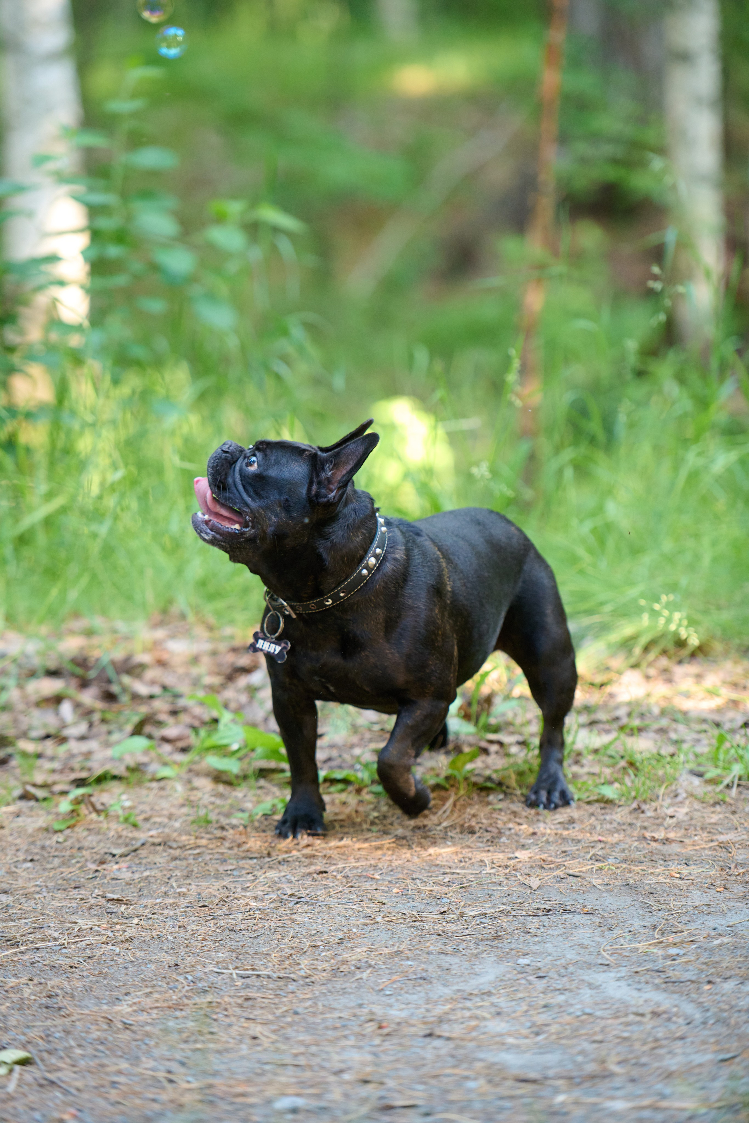 Семейная фотосессия с собакой. Репортажный и семейный фотограф — Шелихов Сергей