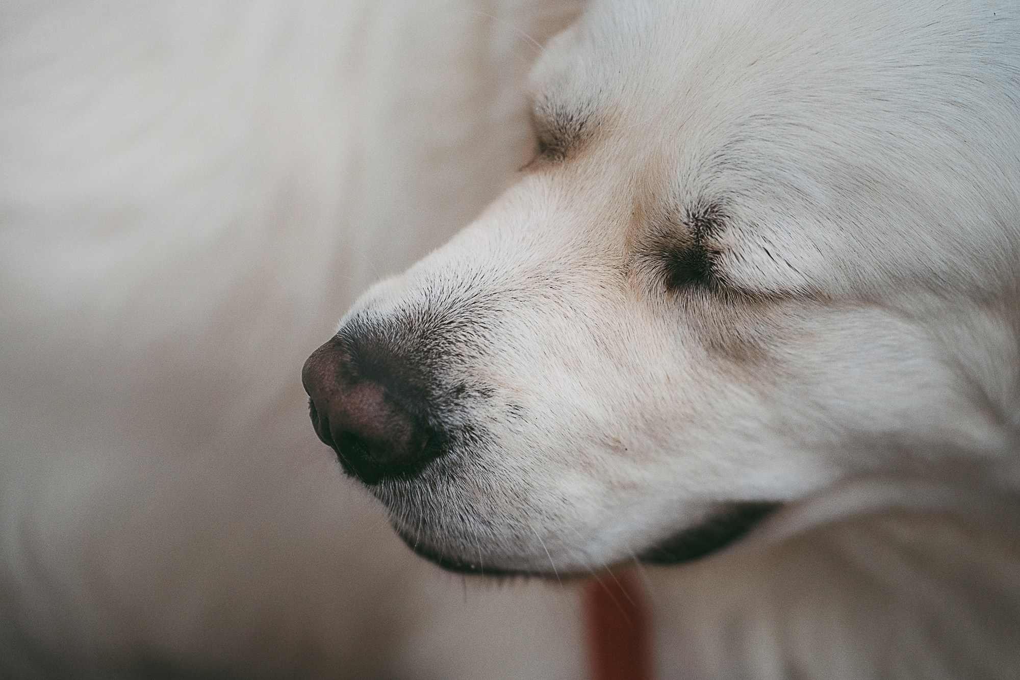 Лена и Мерлин. Фотограф анималист в Москве и Санкт-Петербурге Свиридова Анна