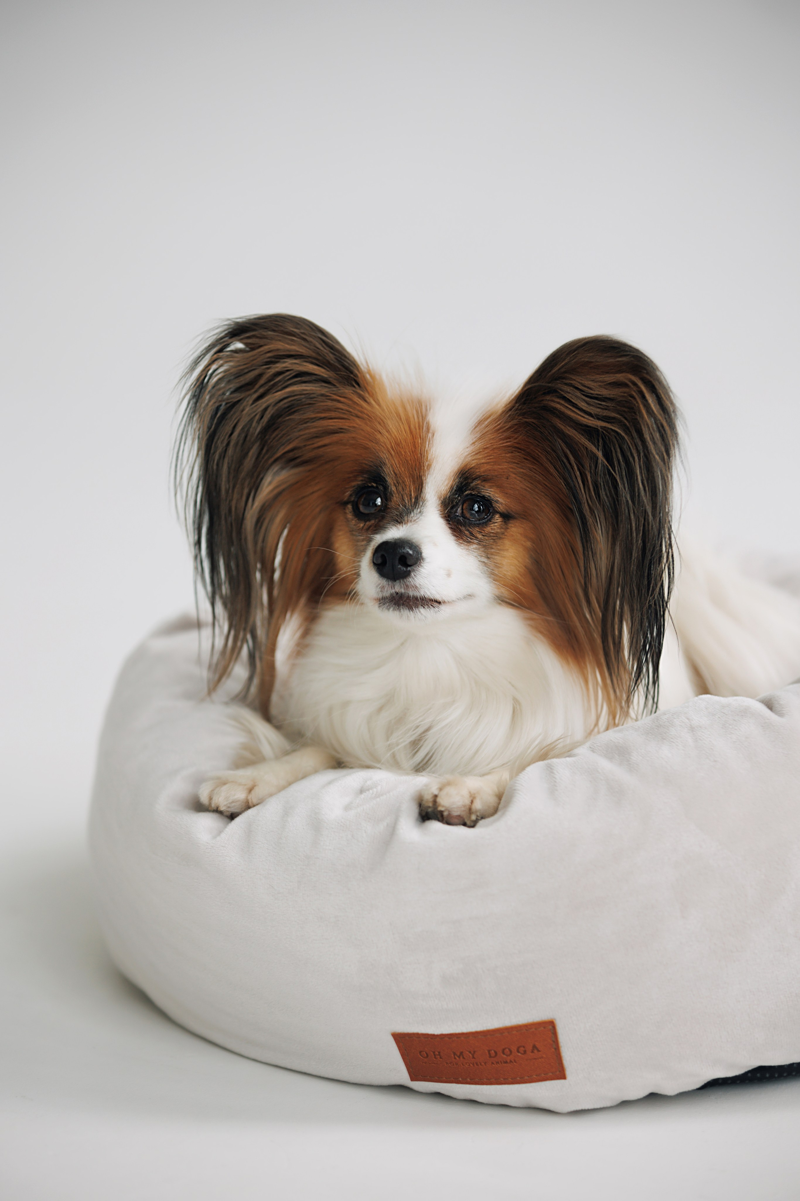 OH MY DOGA. Фотограф анималист Кристина Карпова, Москва