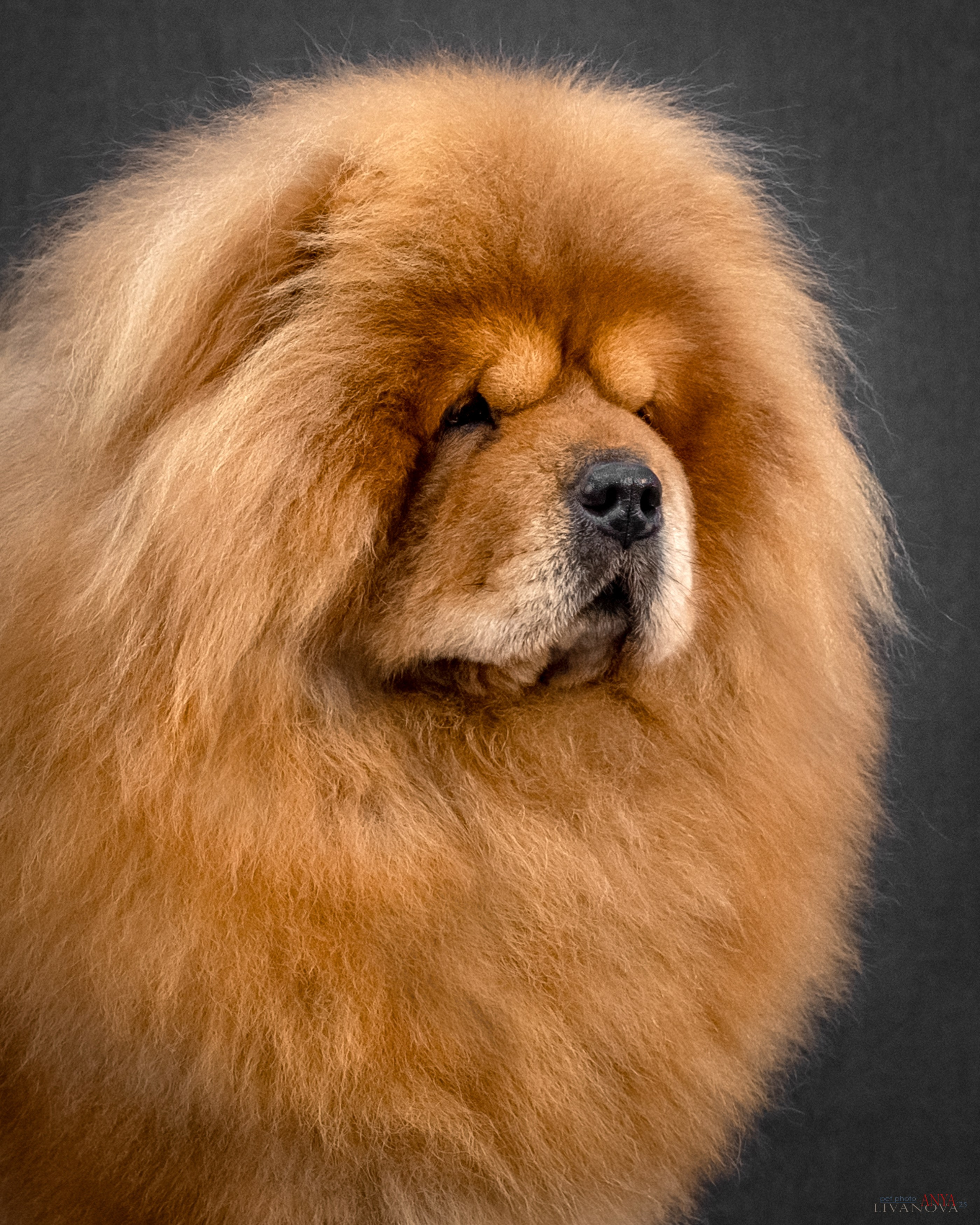 Дарик. Фотограф анималист Аня Ливанова | Рыбинск