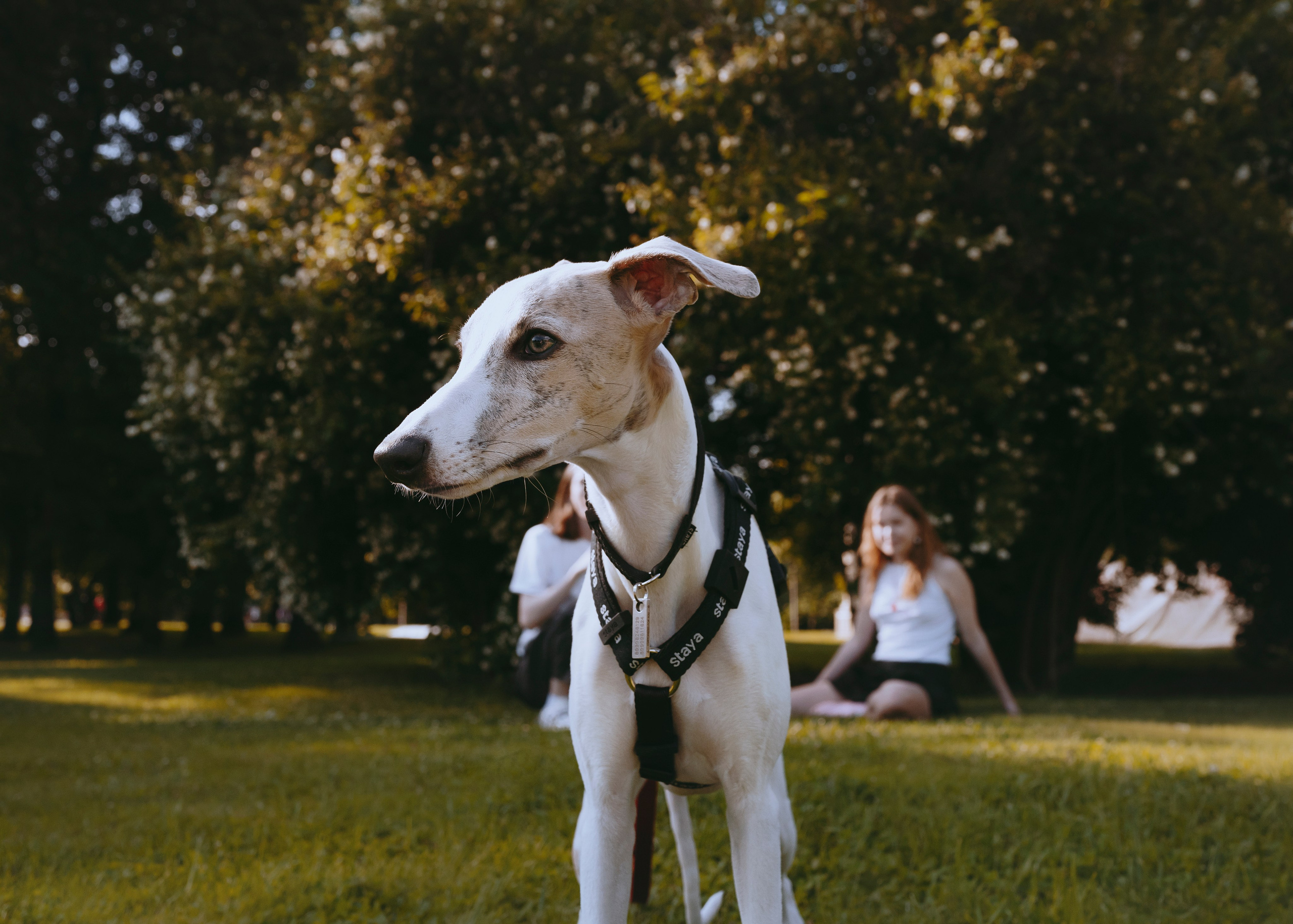 Ветка. Фотограф- анималист Александра Матвеева