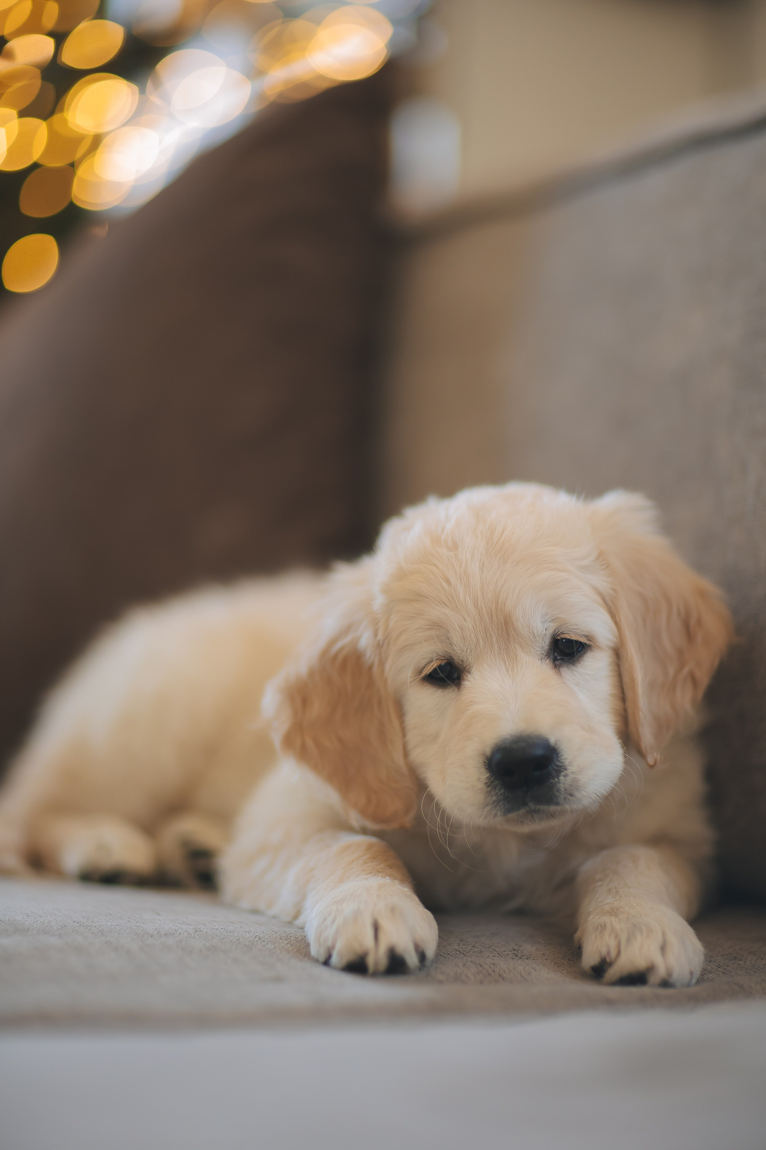 Снежик и Веста, НГ. Свадебный и женский фотограф