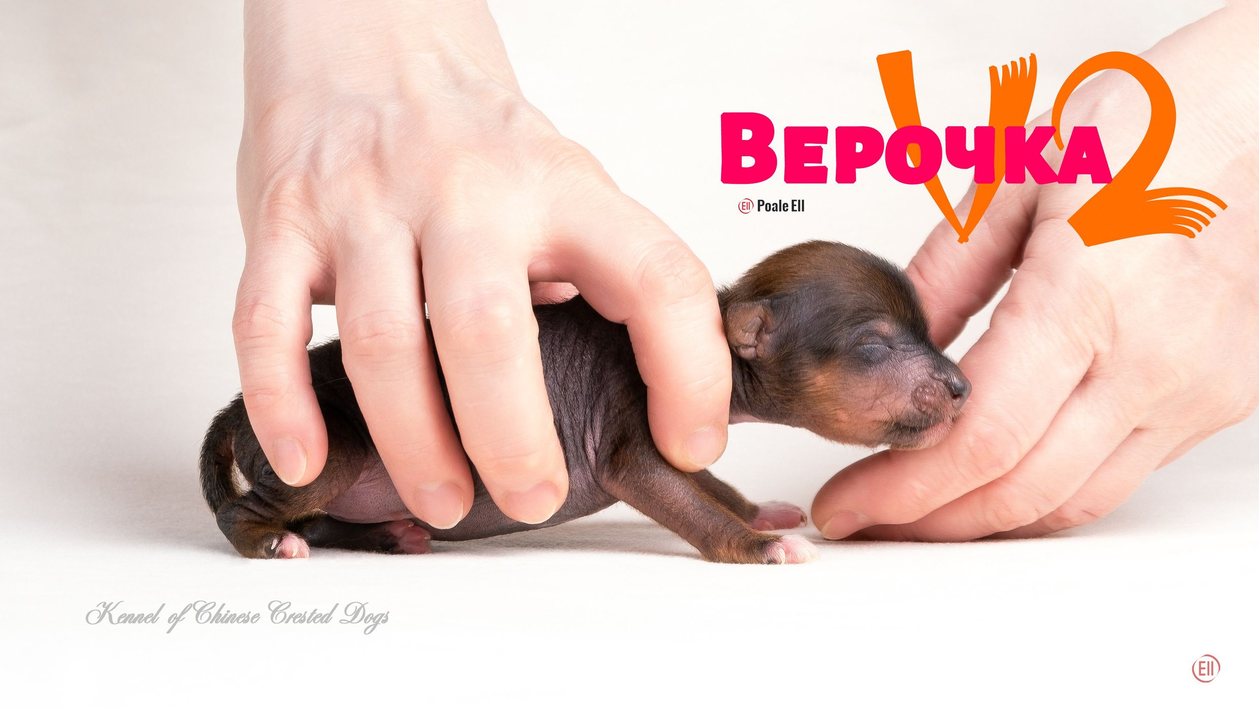 Poale Ell Vera hairless femaly dog. Chinese Crested Dog Kennel Poale Ell