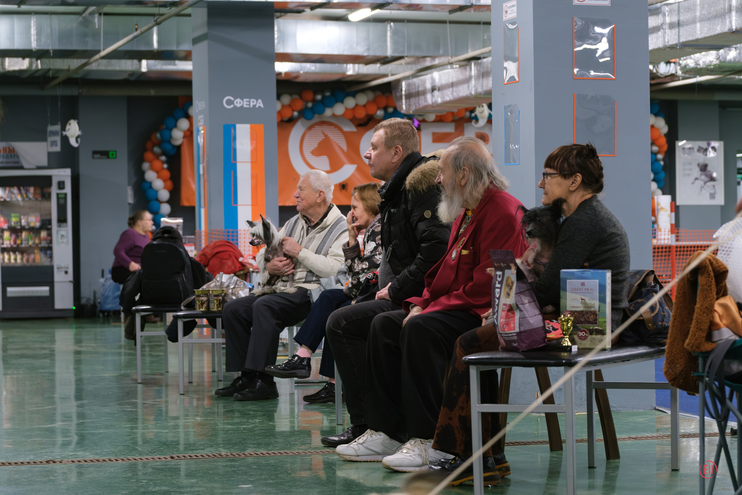 Праздник породы «Яркий мир китайских хохлатых собак». Питомник китайских хохлатых собак Poale Ell: купить щенка