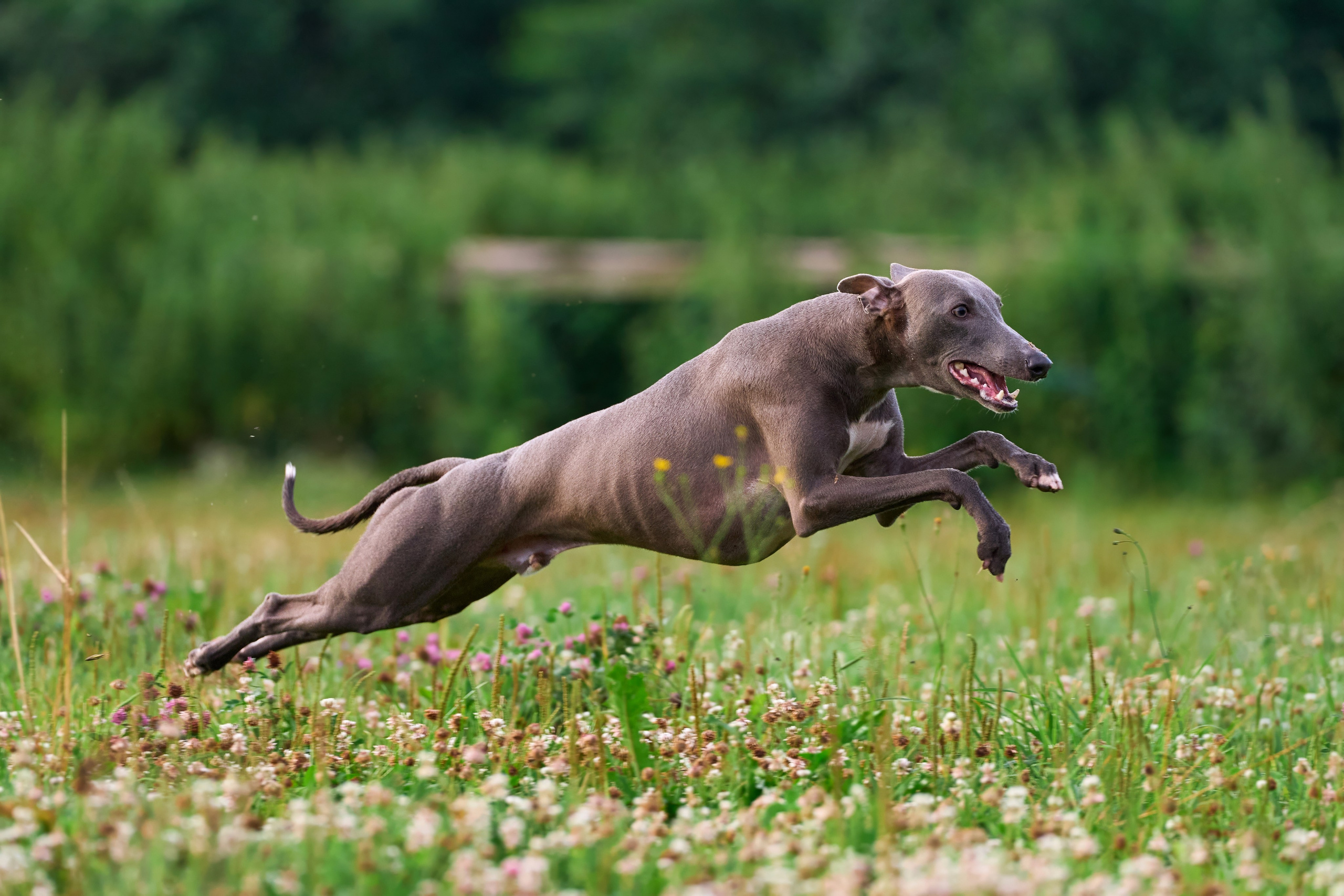 Тренировка по курсингу в Донино. Фотограф-анималист Михаил Манухин