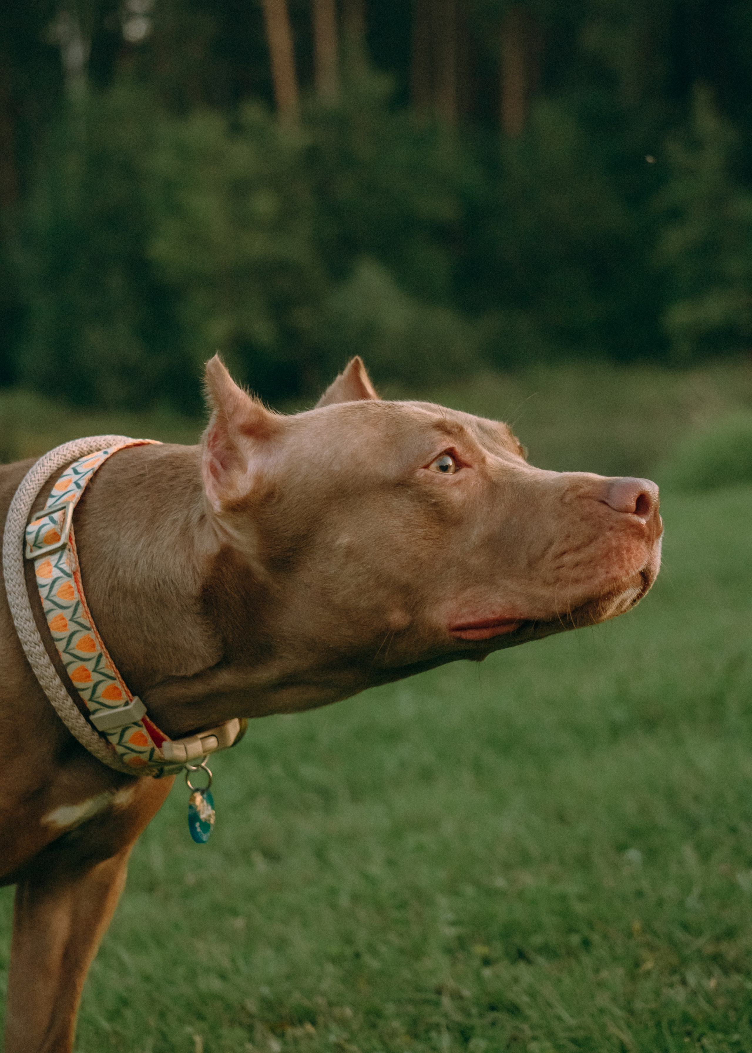 Виолетта, Лила и Питер. Фотограф-анималист Ксения Воробьева, Москва