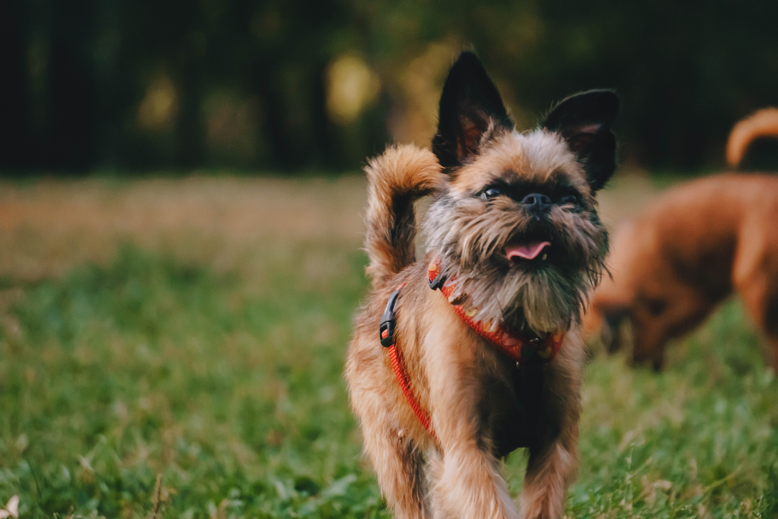 Мини-туса гриффоны и брабансоны. Фотограф-анималист Ксения Воробьева, Москва