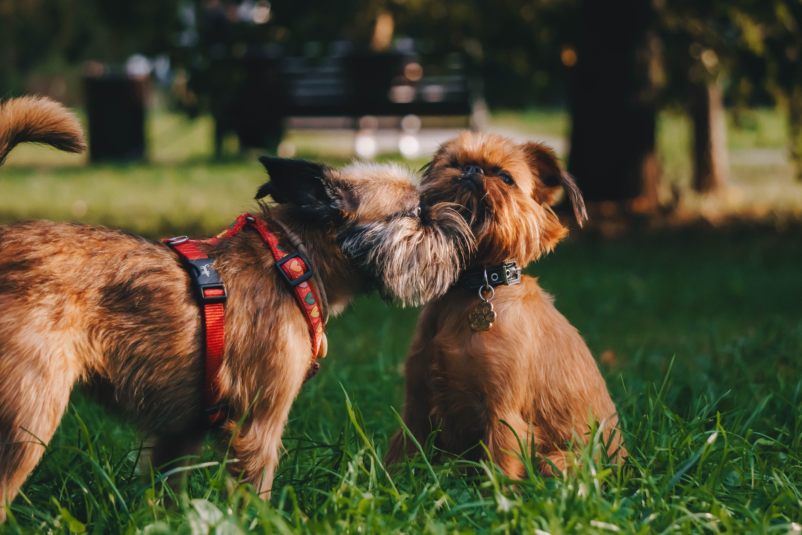 Мини-туса гриффоны и брабансоны. Фотограф-анималист Ксения Воробьева, Москва