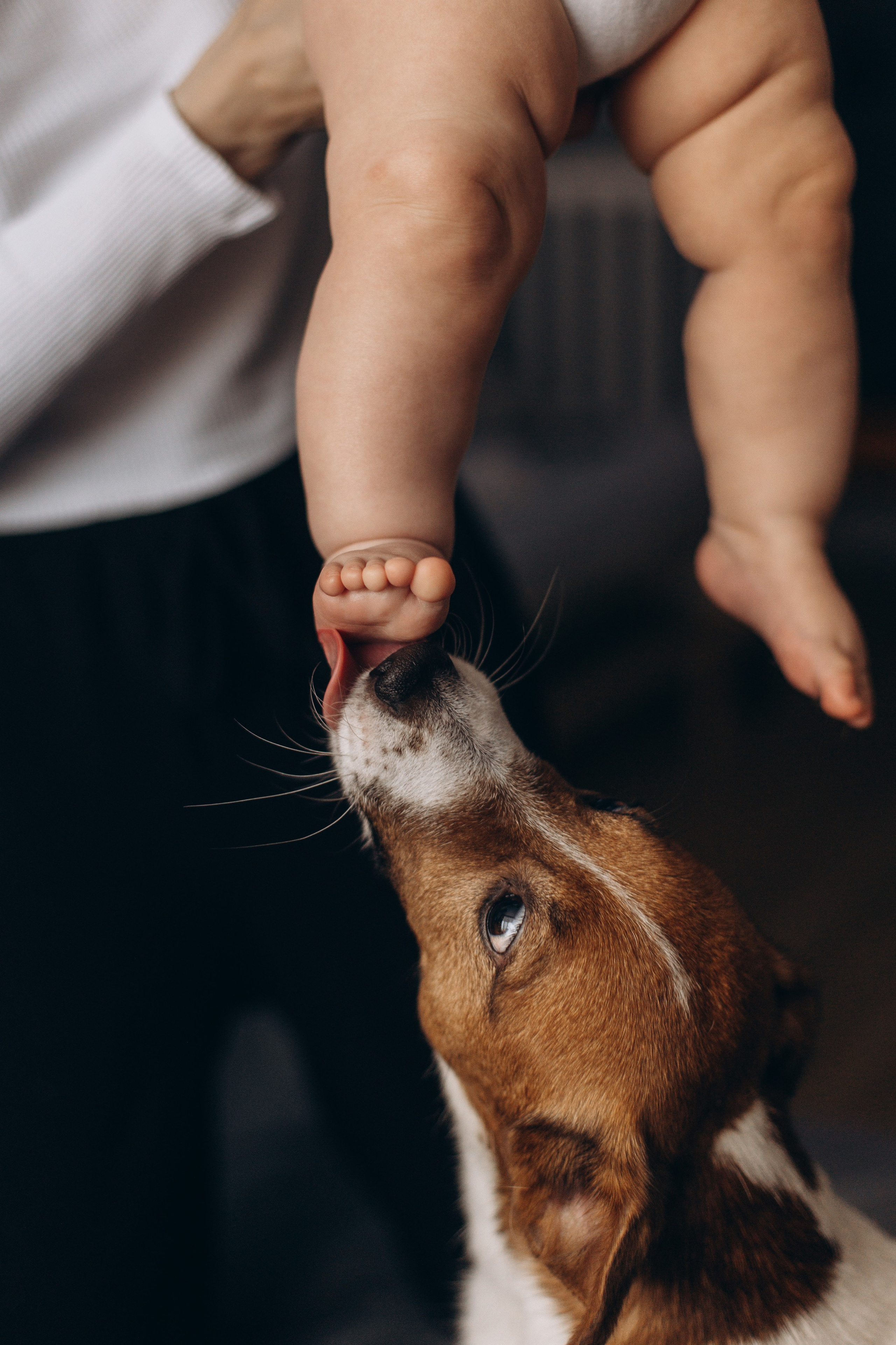 Джой и его семья. Фотограф — Анималист | Санкт-Петербург