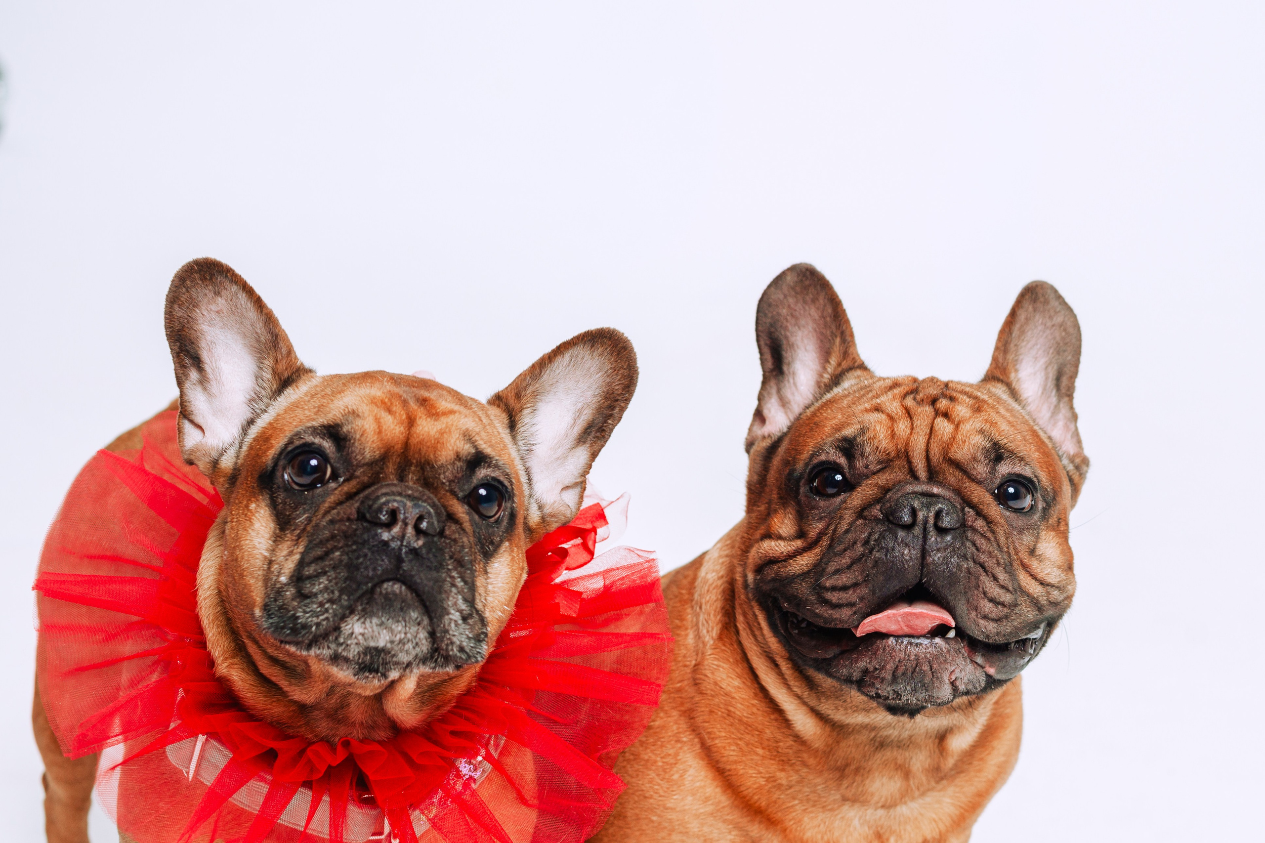 Бульвстреча 2025. Фотограф-анималист Татьяна Степанова