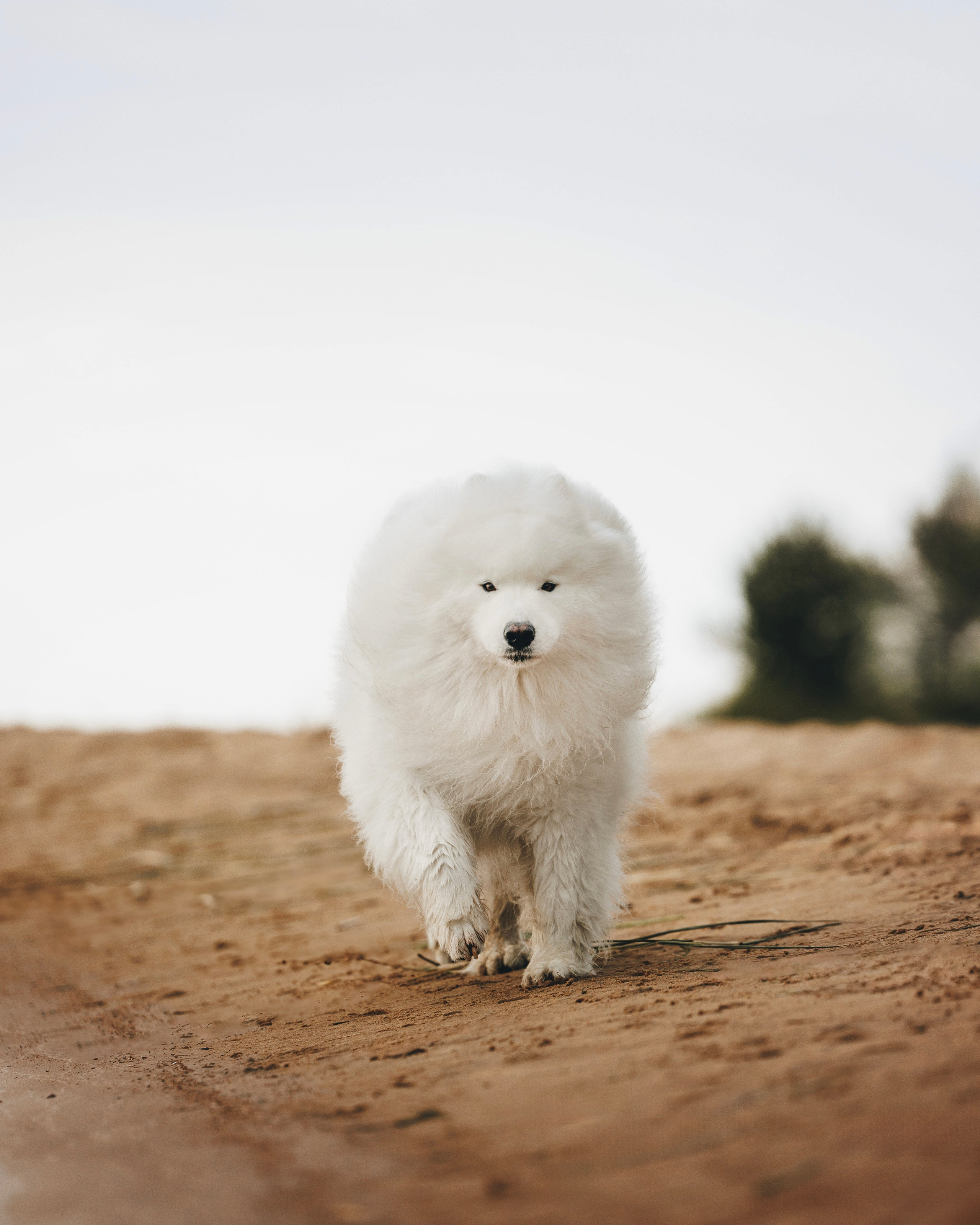 Женя и Цезарь. Фотограф анималист Осипчикова Мария