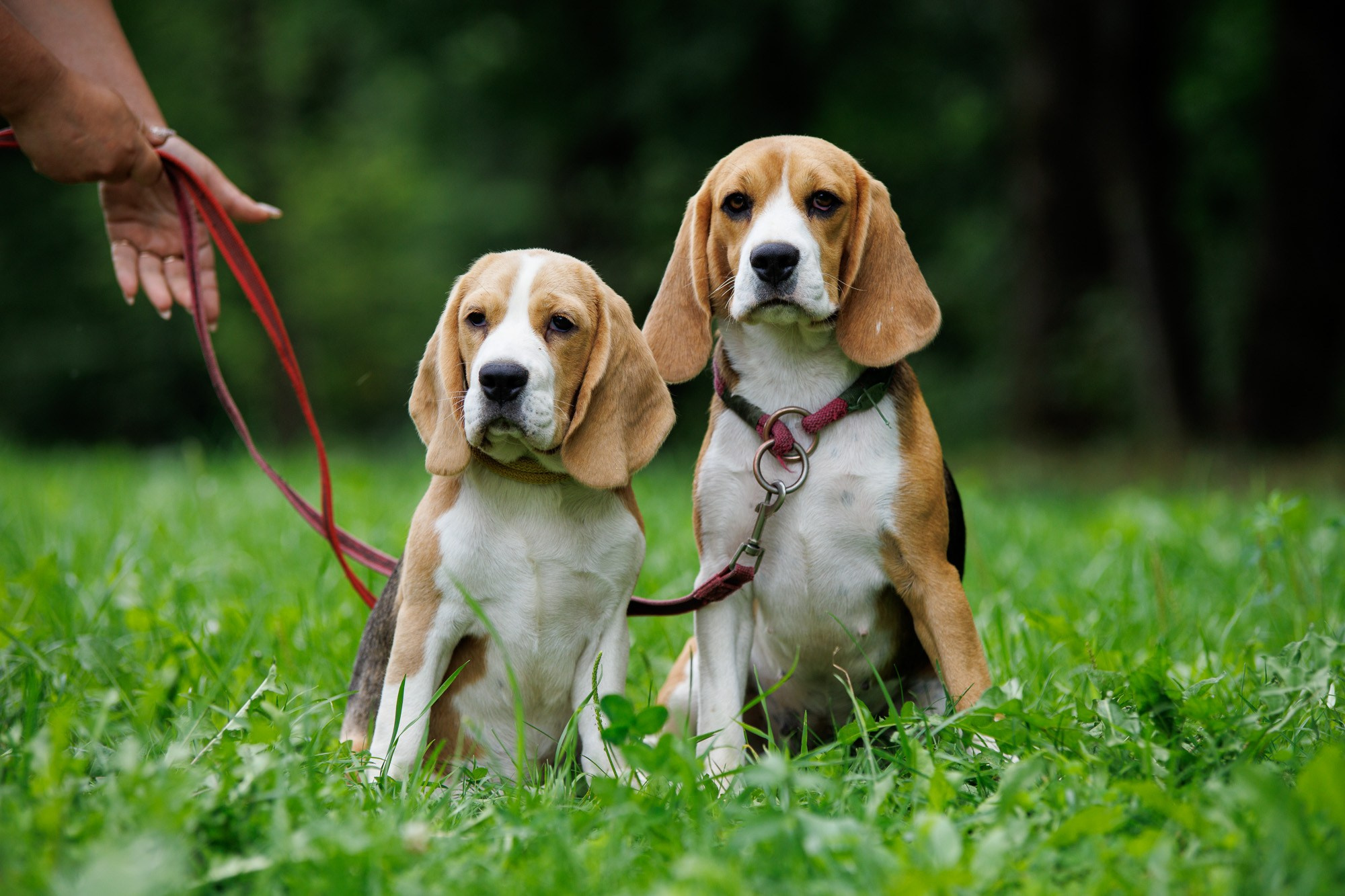 Соловьиное лето 2024. Спортивный фотограф Вадим Добедченков