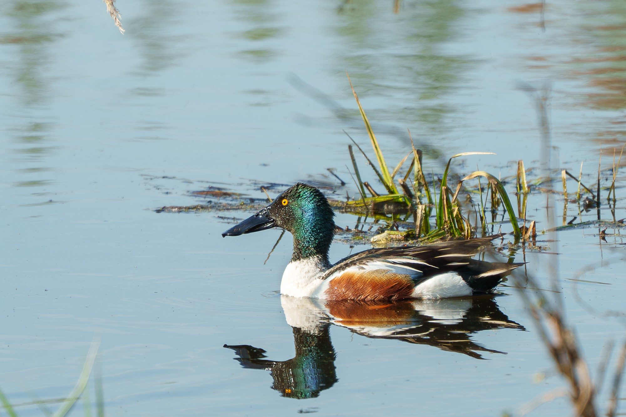 Удивительные мир птиц. Вокруг нас столько прекрасного — присмотритесь!. Ваш личный фотограф Марина Волкова