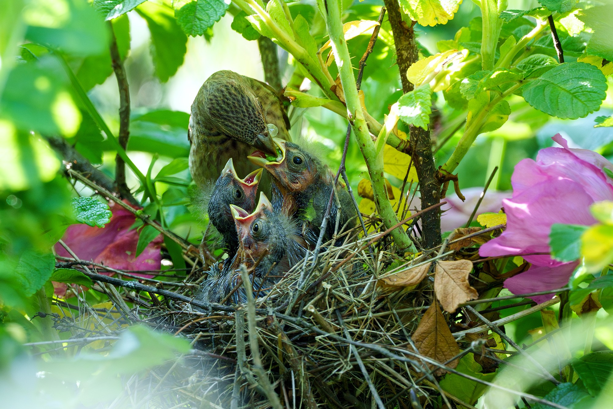 Удивительные мир птиц. Вокруг нас столько прекрасного — присмотритесь!. Ваш личный фотограф Марина Волкова