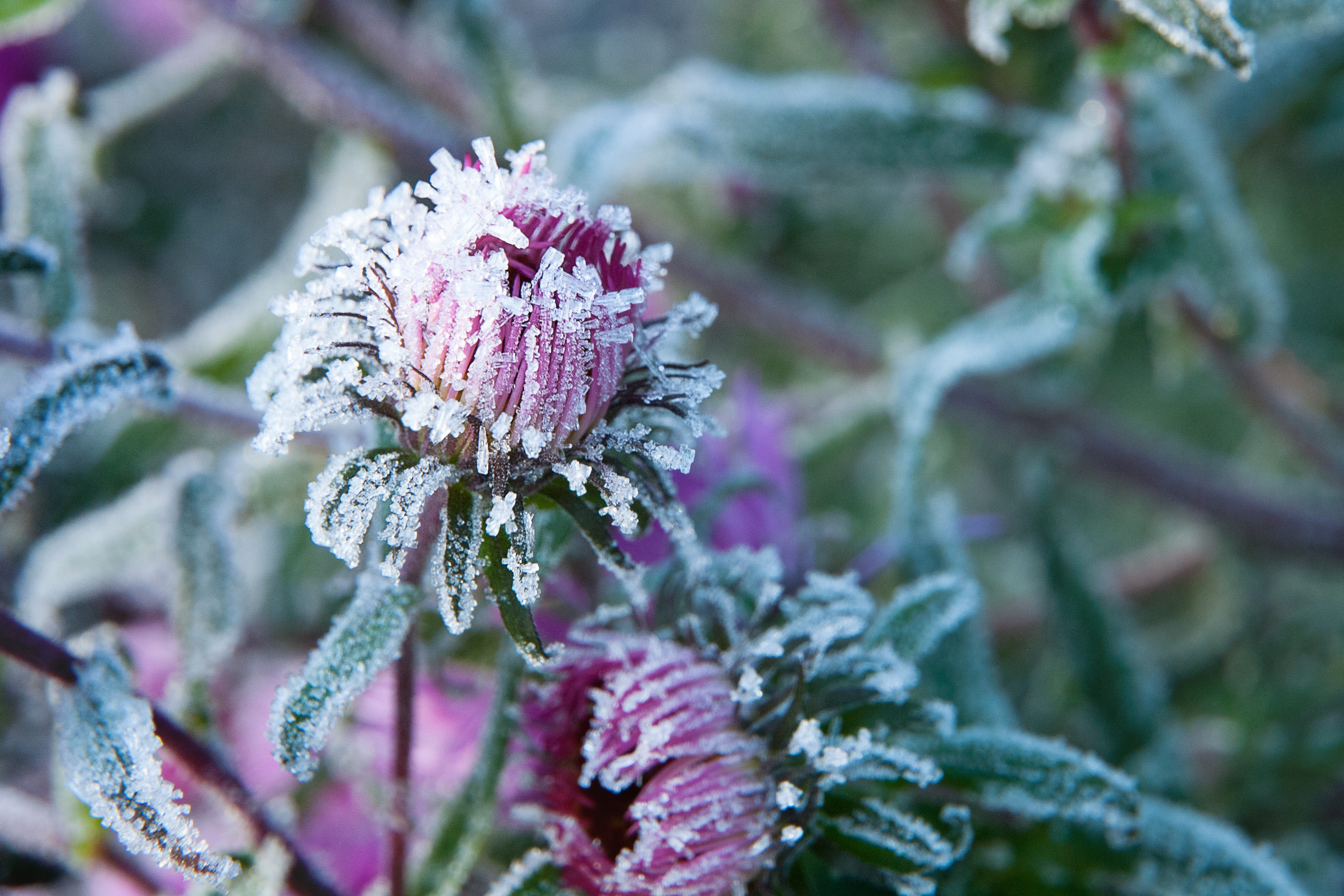 Иней. Фотограф Антон Денисенко: Портрет, Документалистика, Пейзаж. Москва