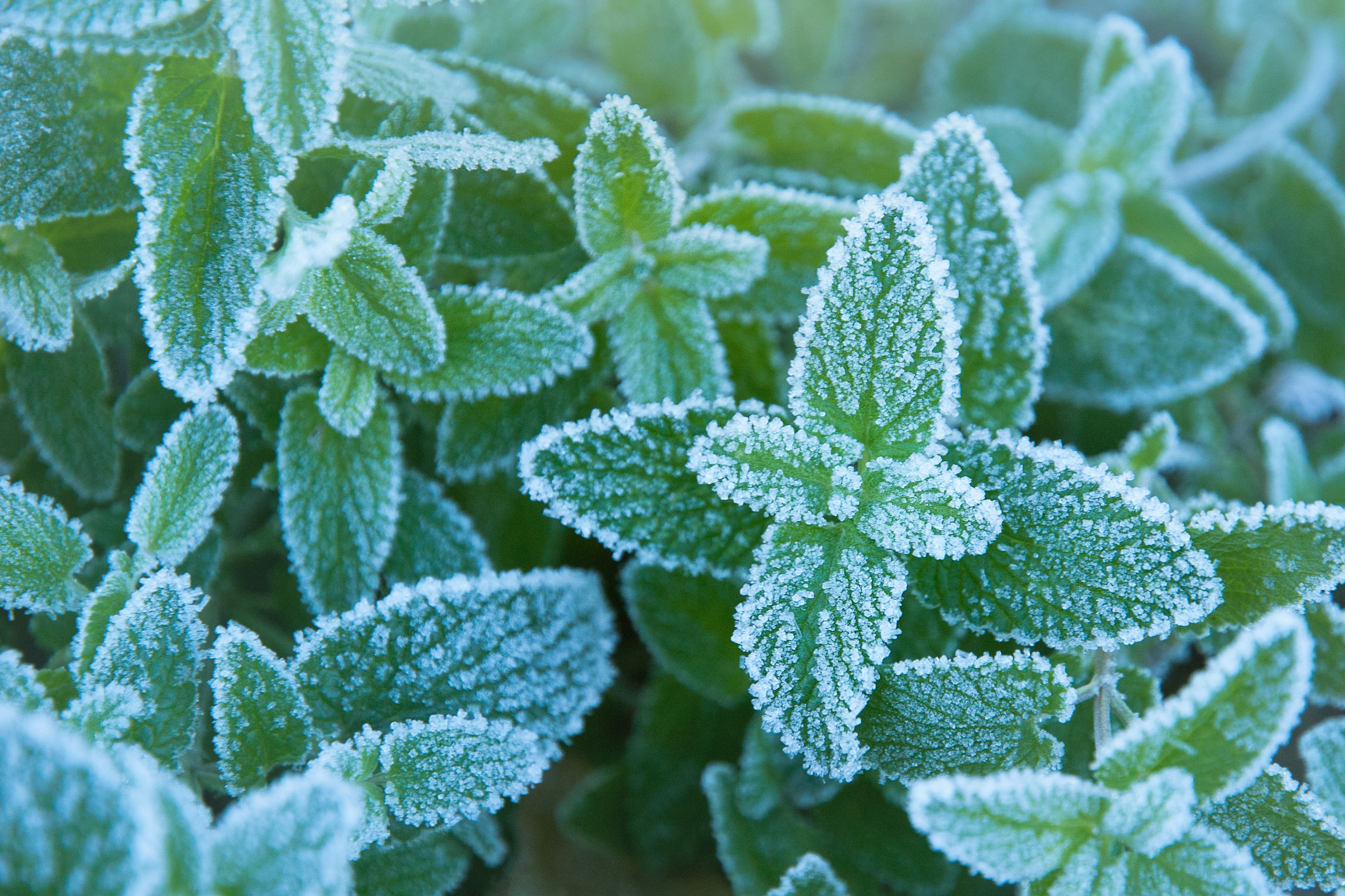 Иней. Фотограф Антон Денисенко: Портрет, Документалистика, Пейзаж. Москва