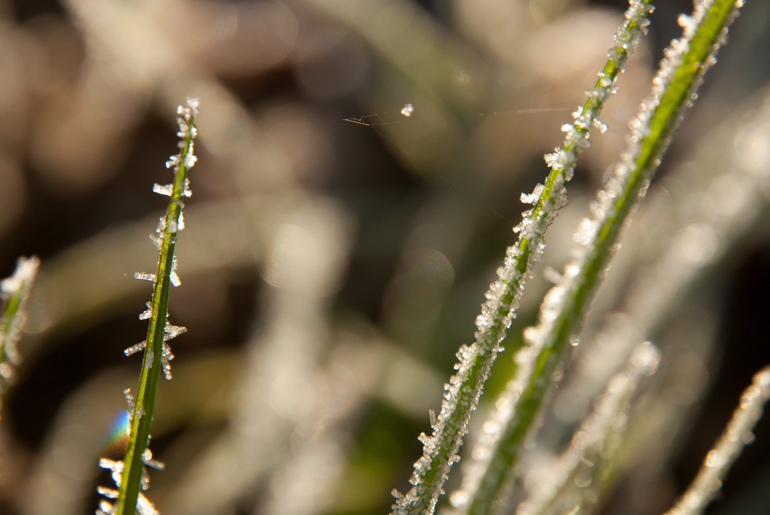 Иней. Фотограф Антон Денисенко: Портрет, Документалистика, Пейзаж. Москва