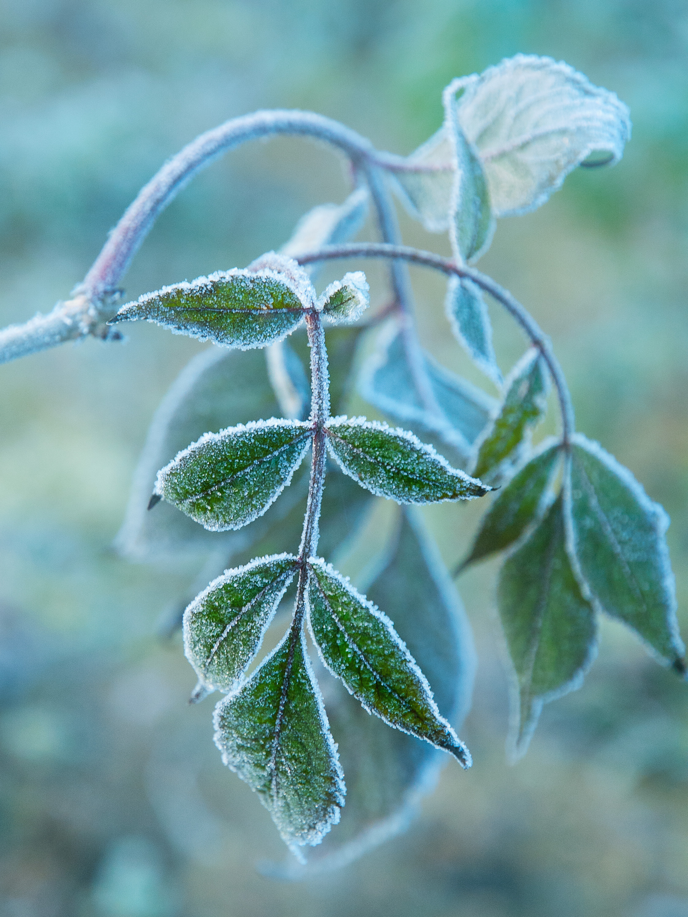 Иней. Фотограф Антон Денисенко: Портрет, Документалистика, Пейзаж. Москва
