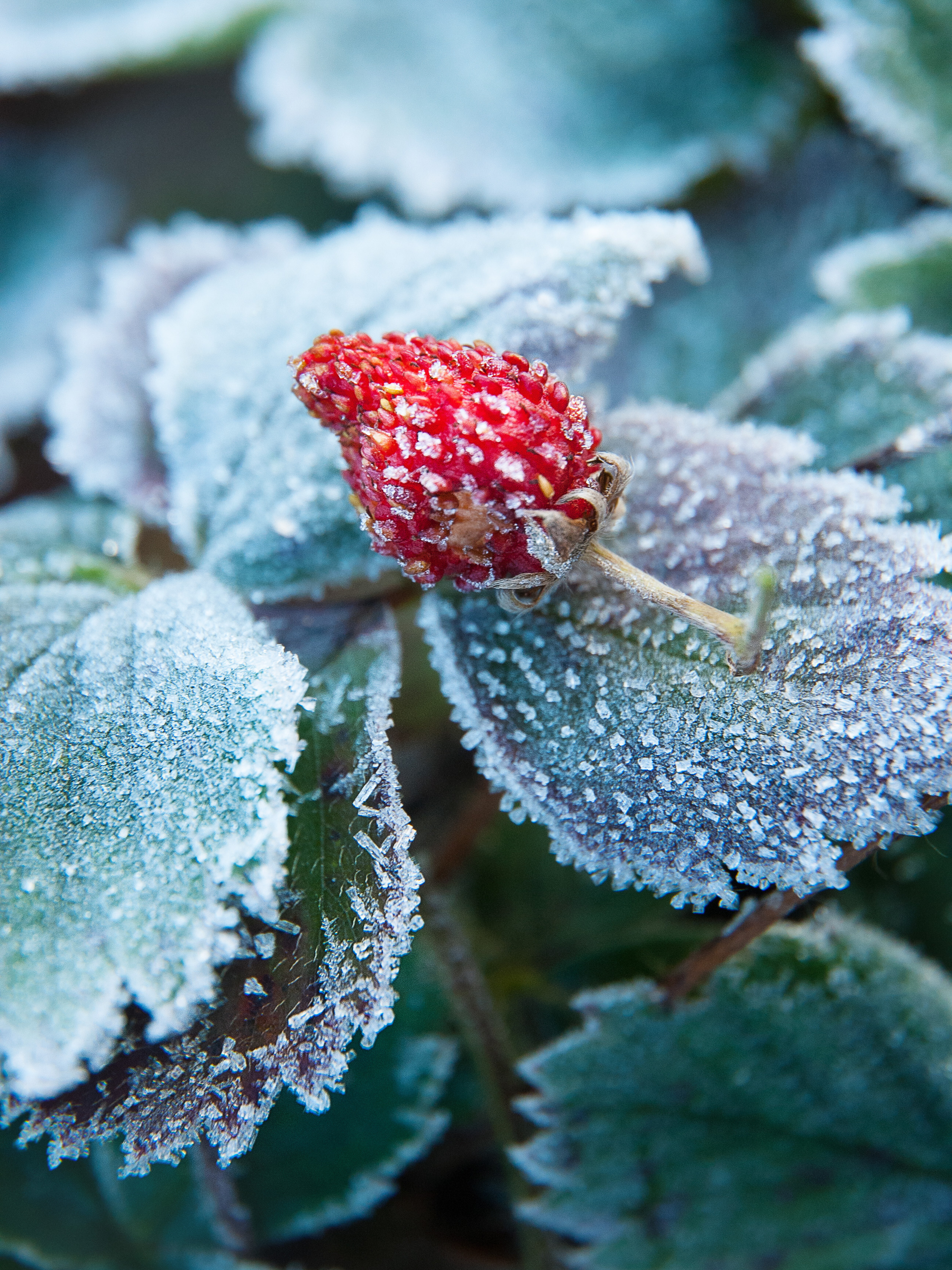 Иней. Фотограф Антон Денисенко: Портрет, Документалистика, Пейзаж. Москва