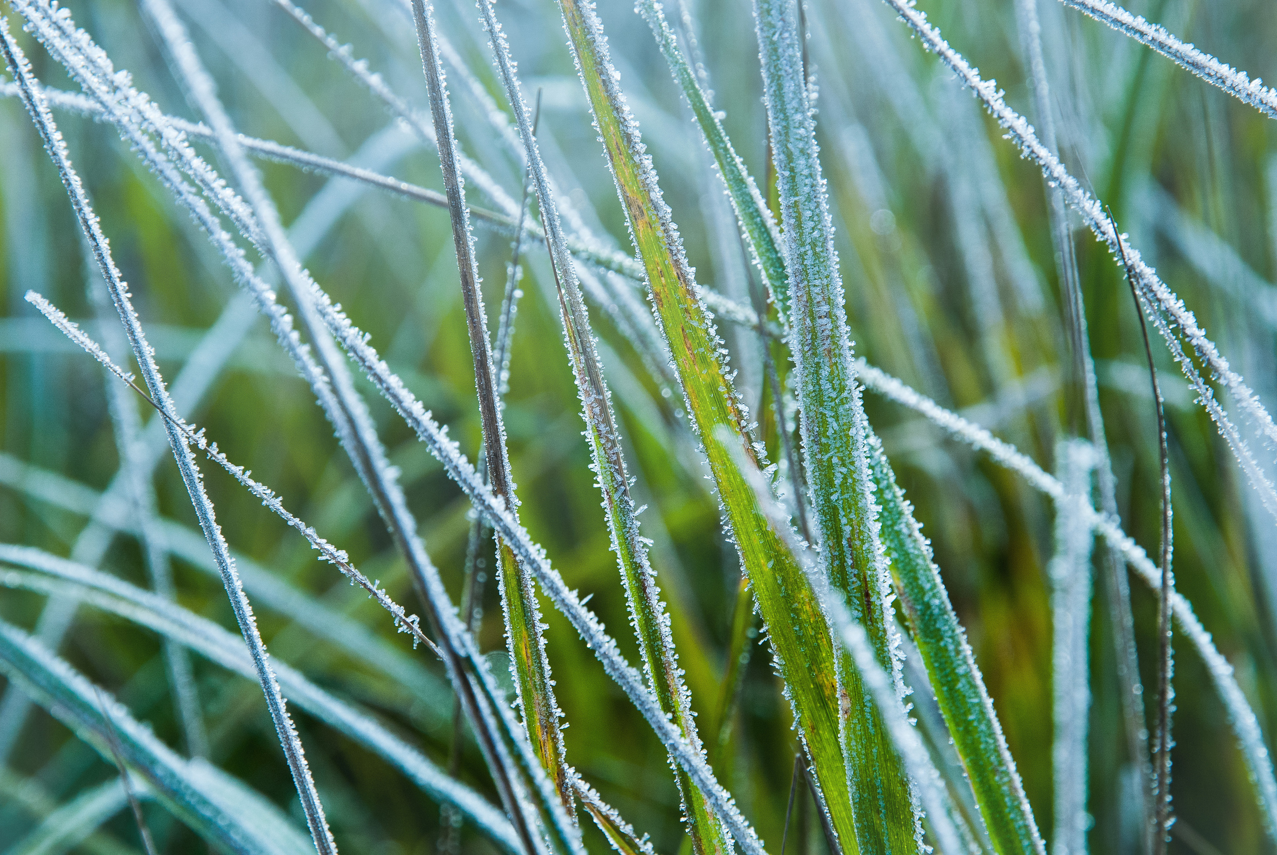 Иней. Фотограф Антон Денисенко: Портрет, Документалистика, Пейзаж. Москва