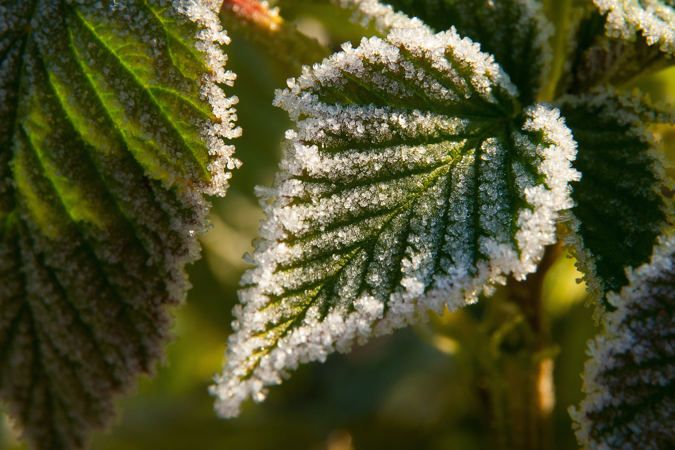 Иней. Фотограф Антон Денисенко: Портрет, Документалистика, Пейзаж. Москва