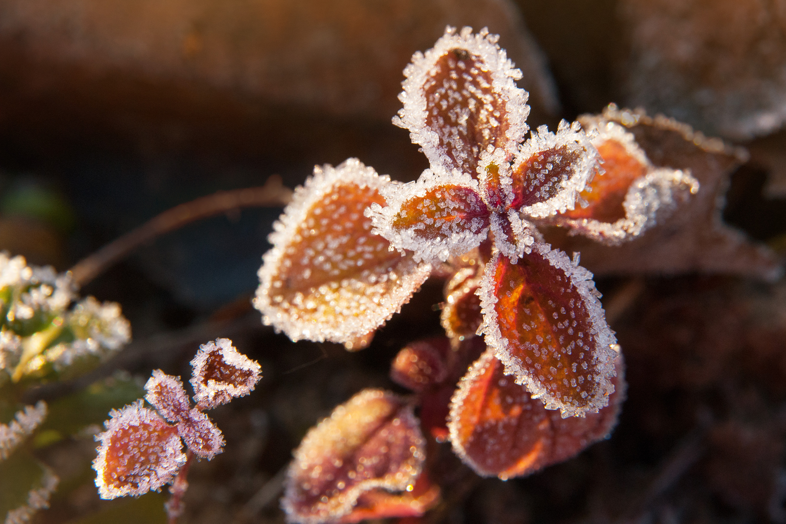 Иней. Фотограф Антон Денисенко: Портрет, Документалистика, Пейзаж. Москва