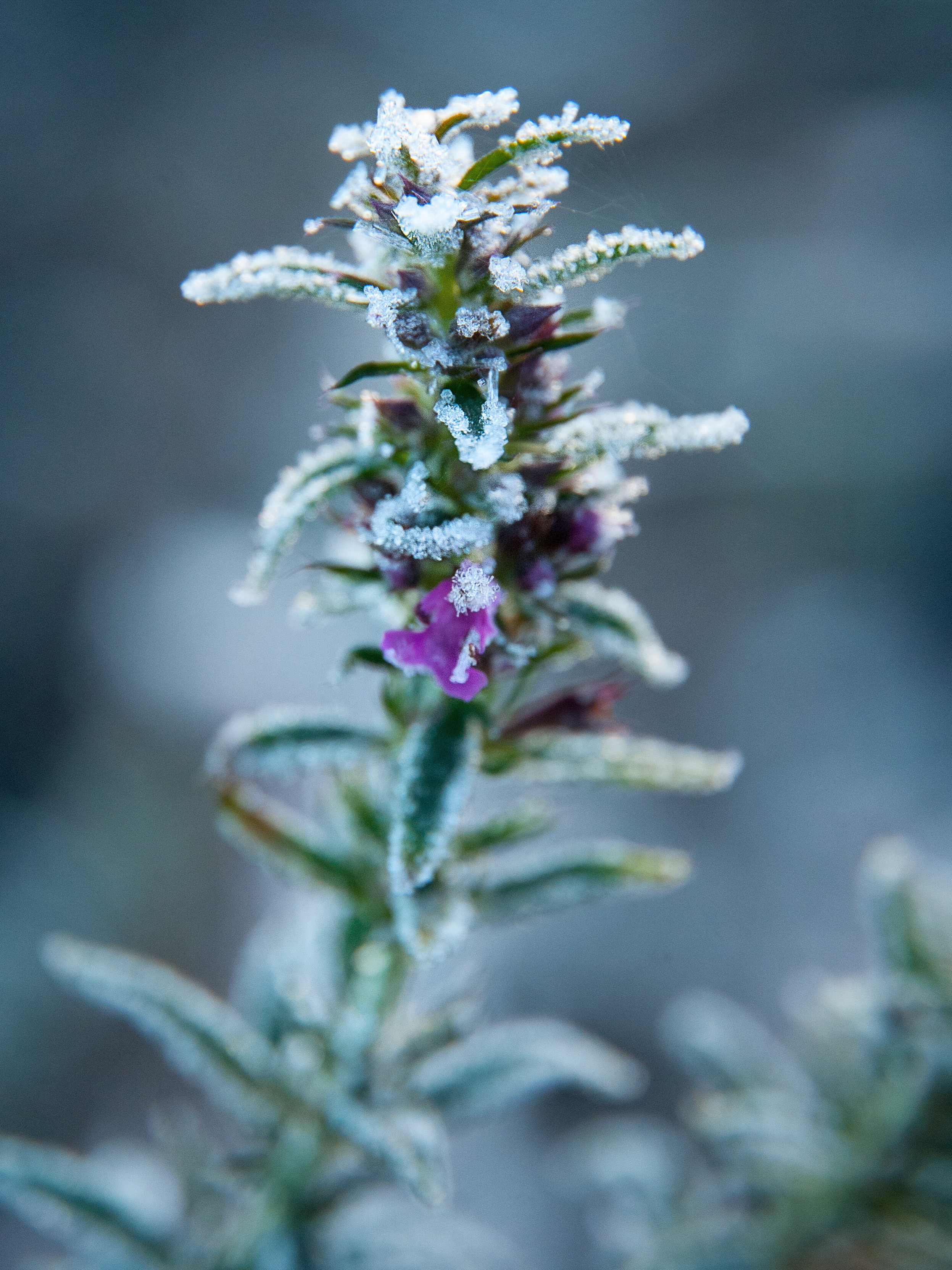 Иней. Фотограф Антон Денисенко: Портрет, Документалистика, Пейзаж. Москва