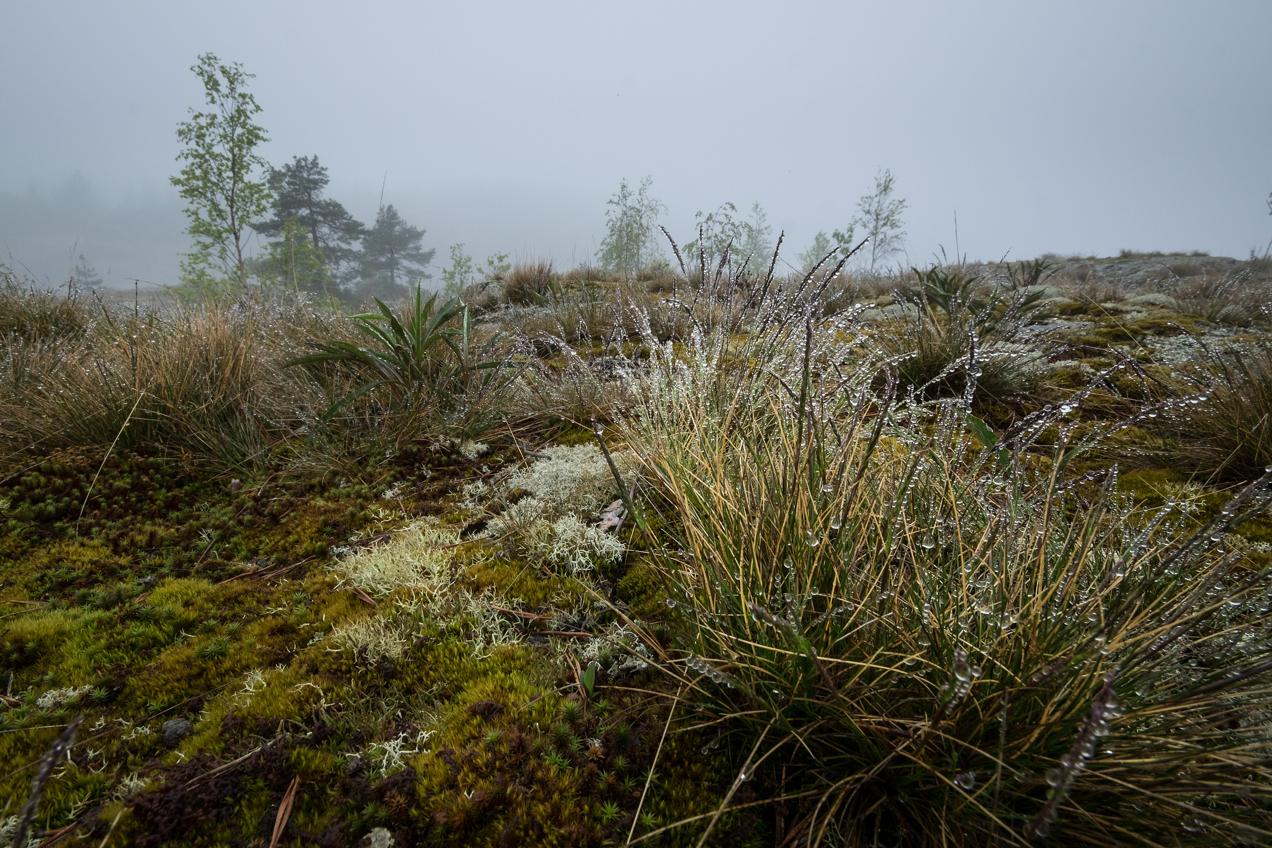 Карелия. Фотограф Антон Денисенко: Портрет, Документалистика, Пейзаж. Москва