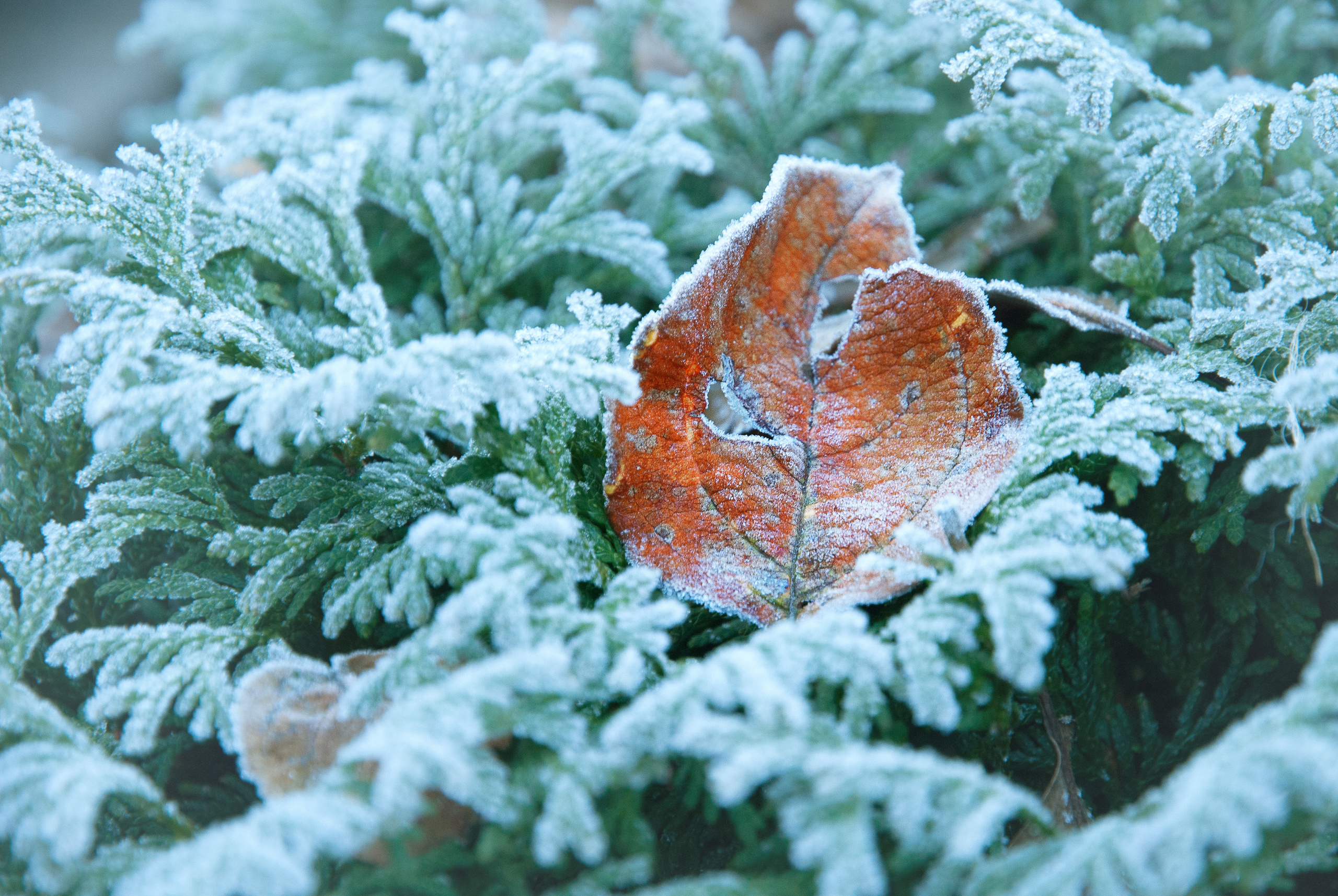 Иней. Фотограф Антон Денисенко: Портрет, Документалистика, Пейзаж. Москва