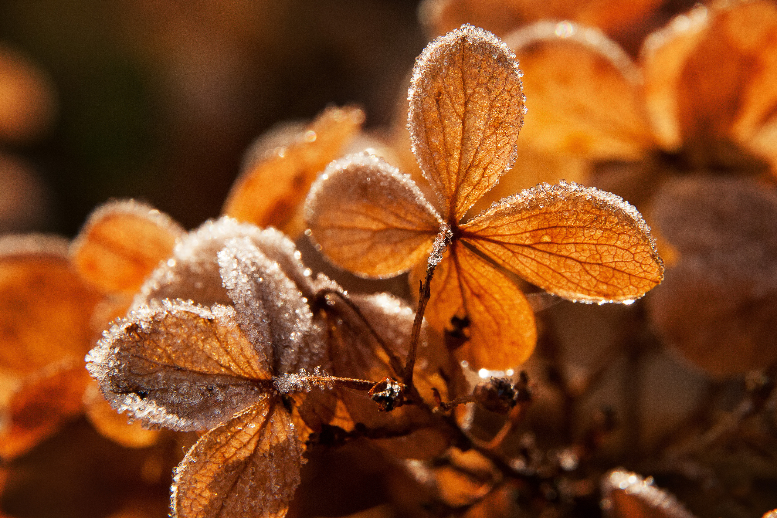 Иней. Фотограф Антон Денисенко: Портрет, Документалистика, Пейзаж. Москва