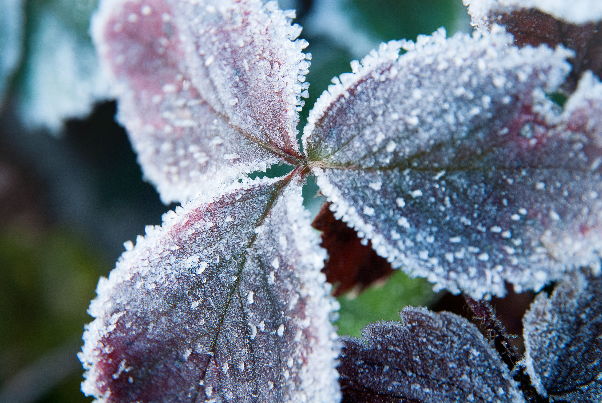 Иней. Фотограф Антон Денисенко: Портрет, Документалистика, Пейзаж. Москва