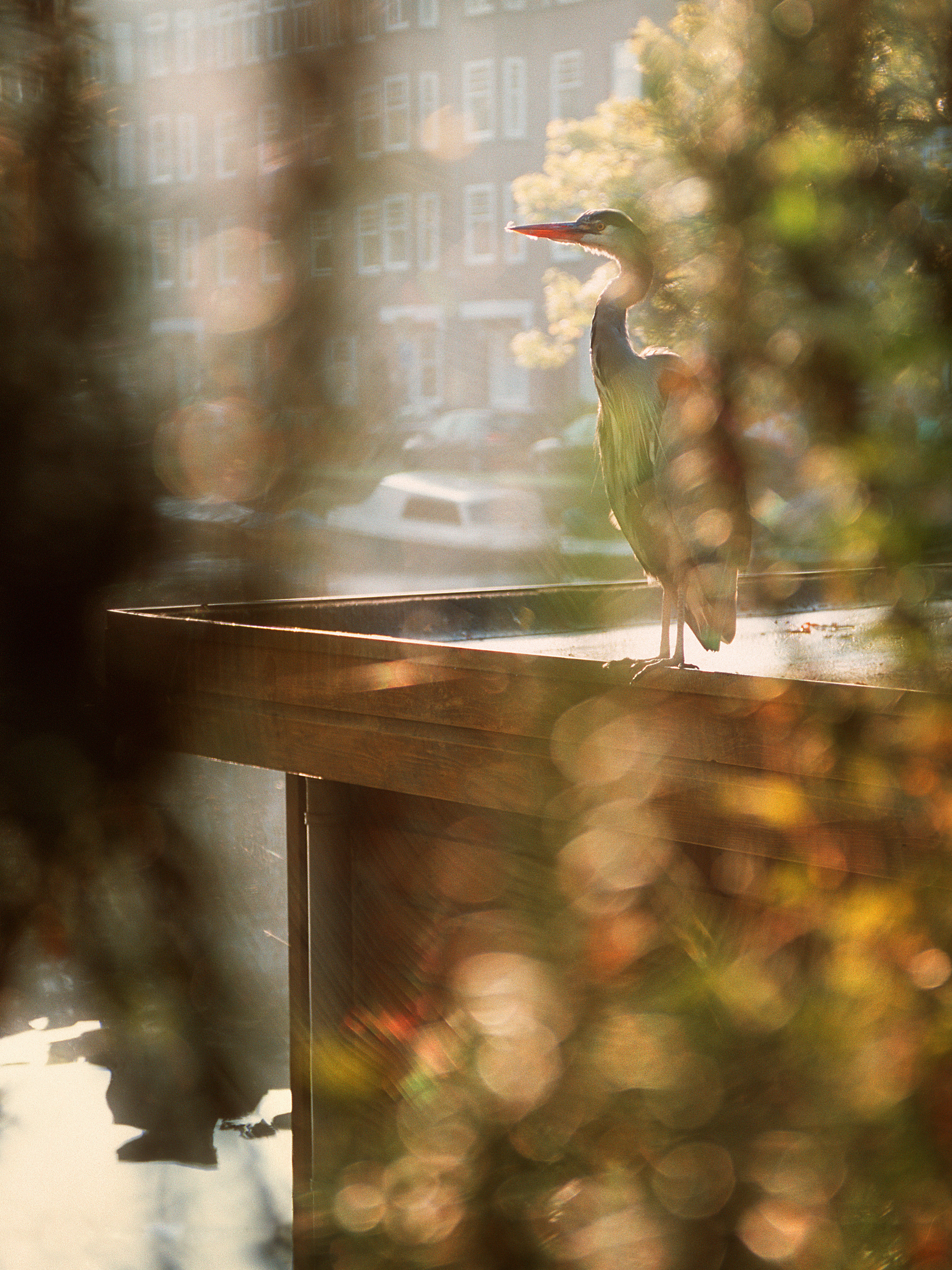 Амстердам II. Фотограф Антон Денисенко: Портрет, Документалистика, Пейзаж. Москва