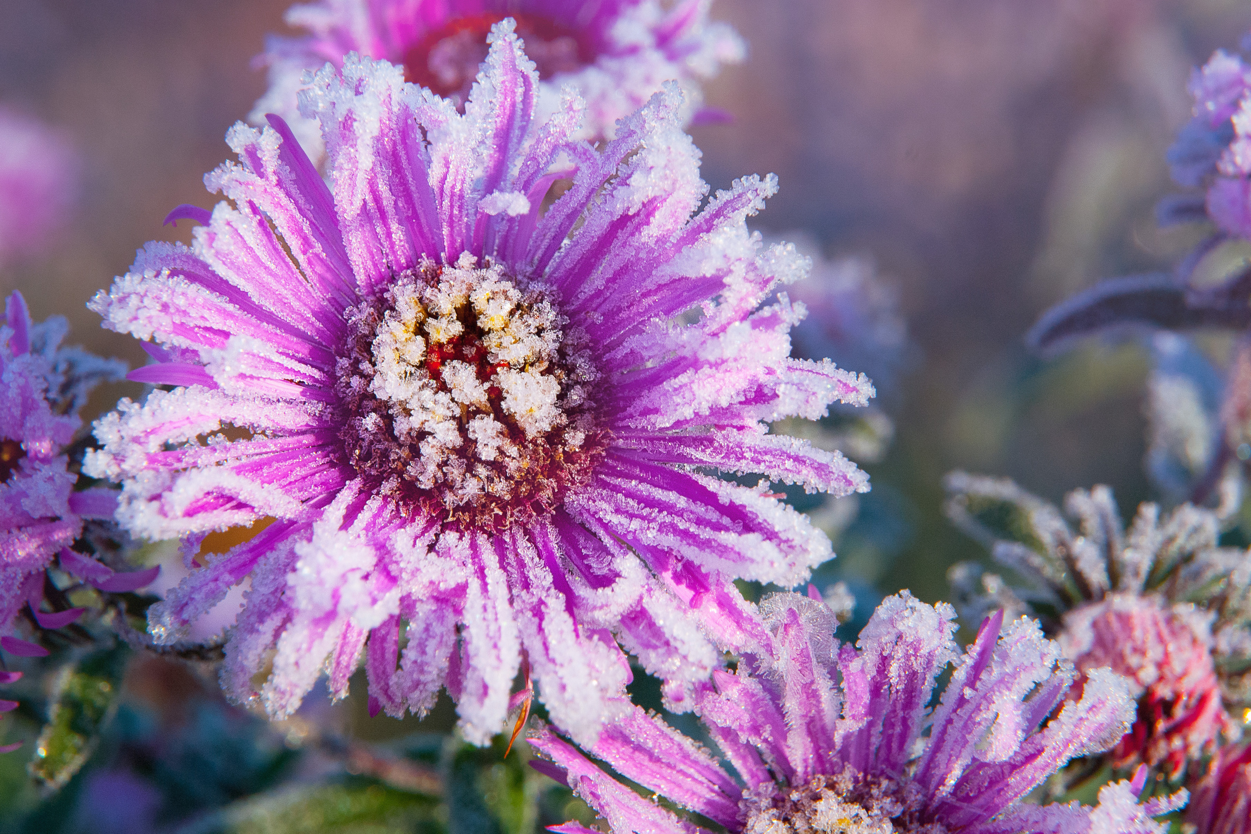 Иней. Фотограф Антон Денисенко: Портрет, Документалистика, Пейзаж. Москва