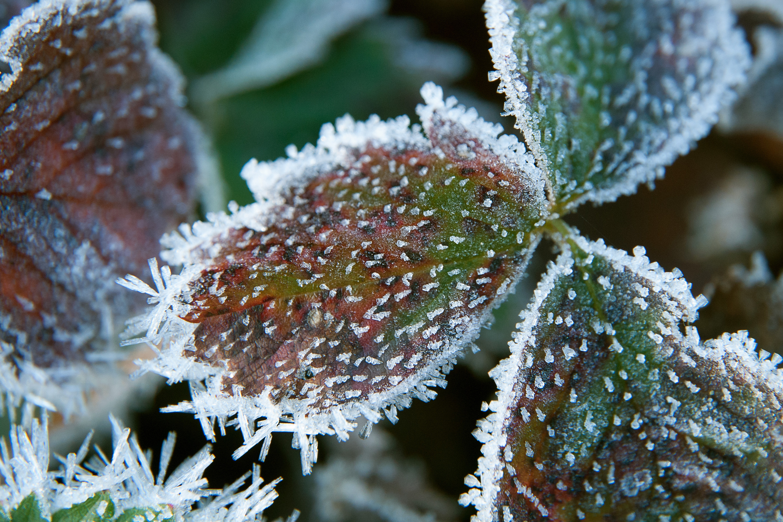Иней. Фотограф Антон Денисенко: Портрет, Документалистика, Пейзаж. Москва