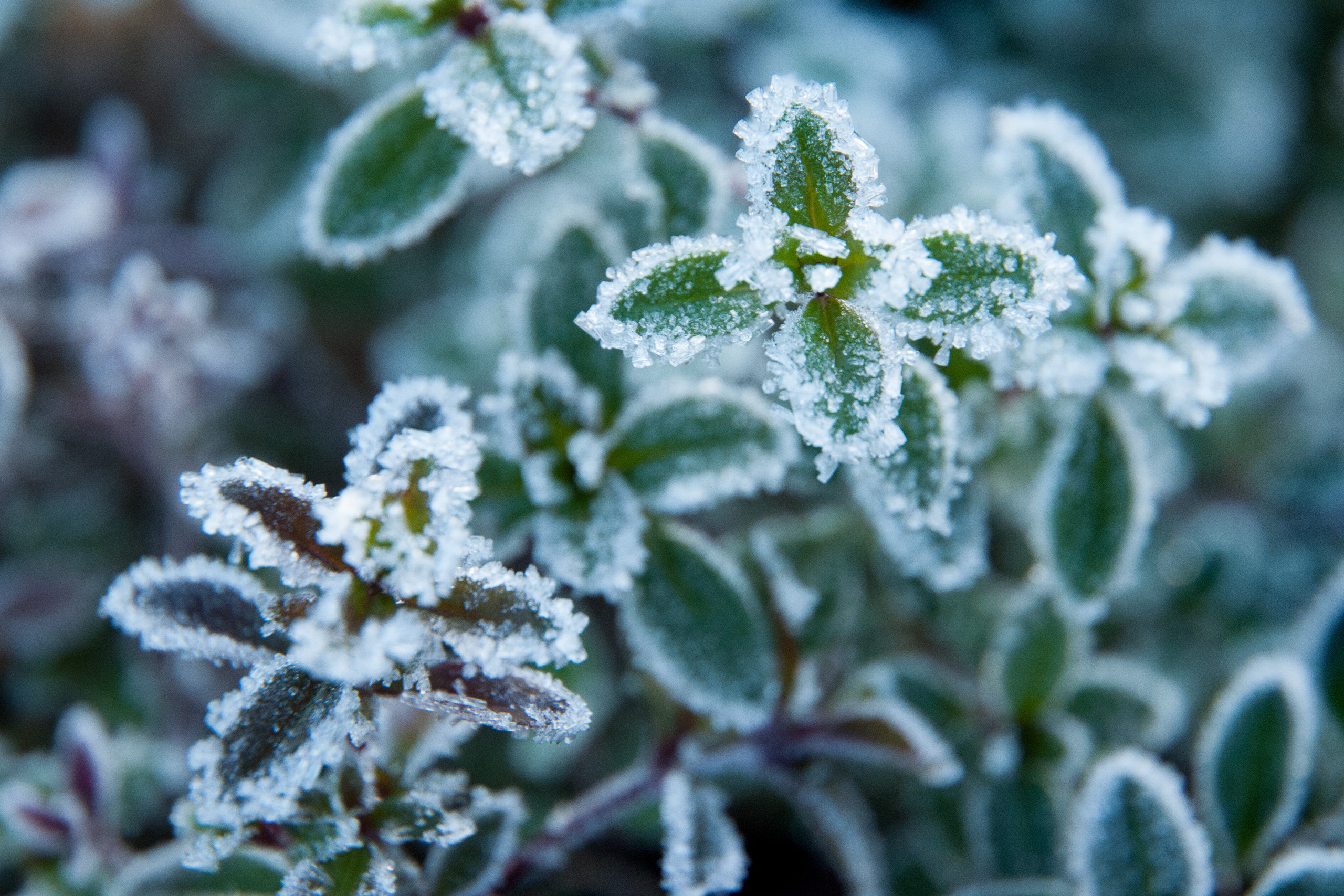 Иней. Фотограф Антон Денисенко: Портрет, Документалистика, Пейзаж. Москва