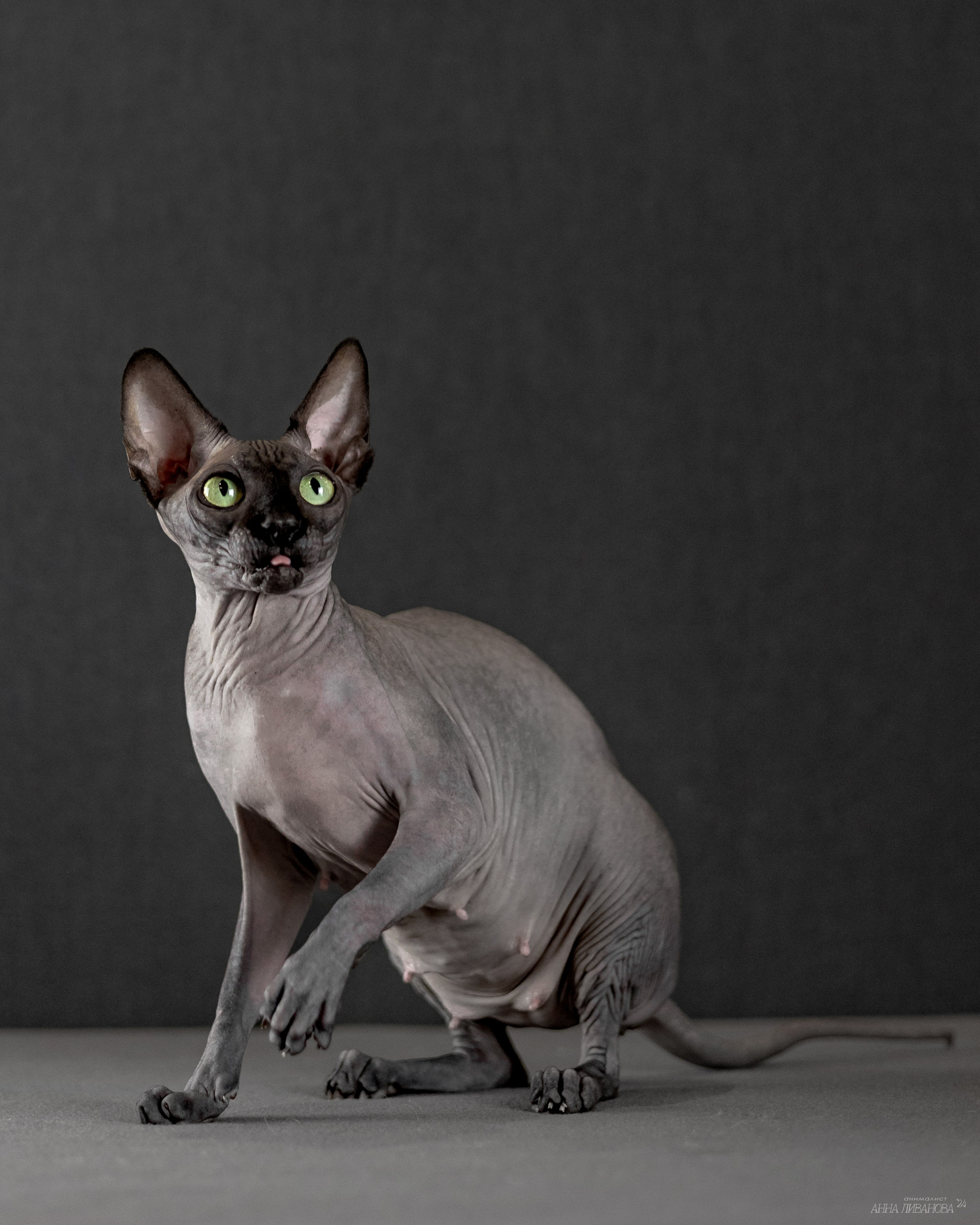 Черная киса сфинкс. Фотограф анималист Аня Ливанова | Рыбинск
