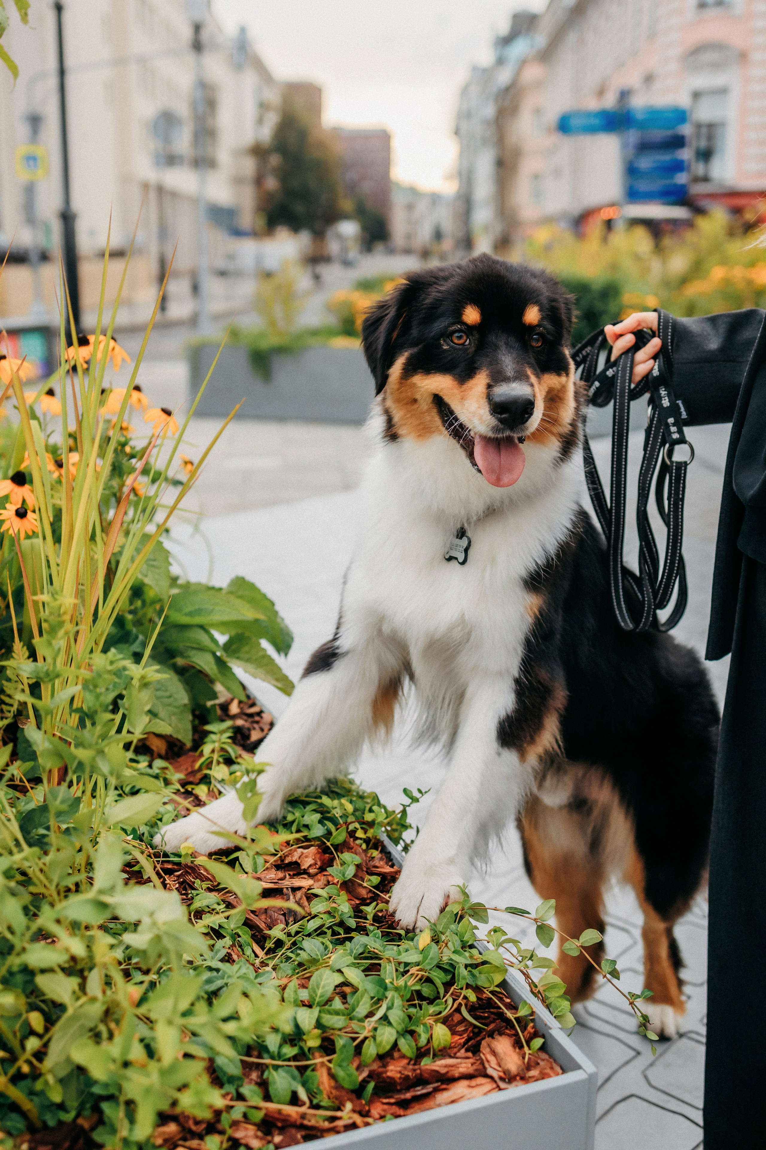 Лена и Рэй. Фотограф-анималист Елена Радченко, Москва
