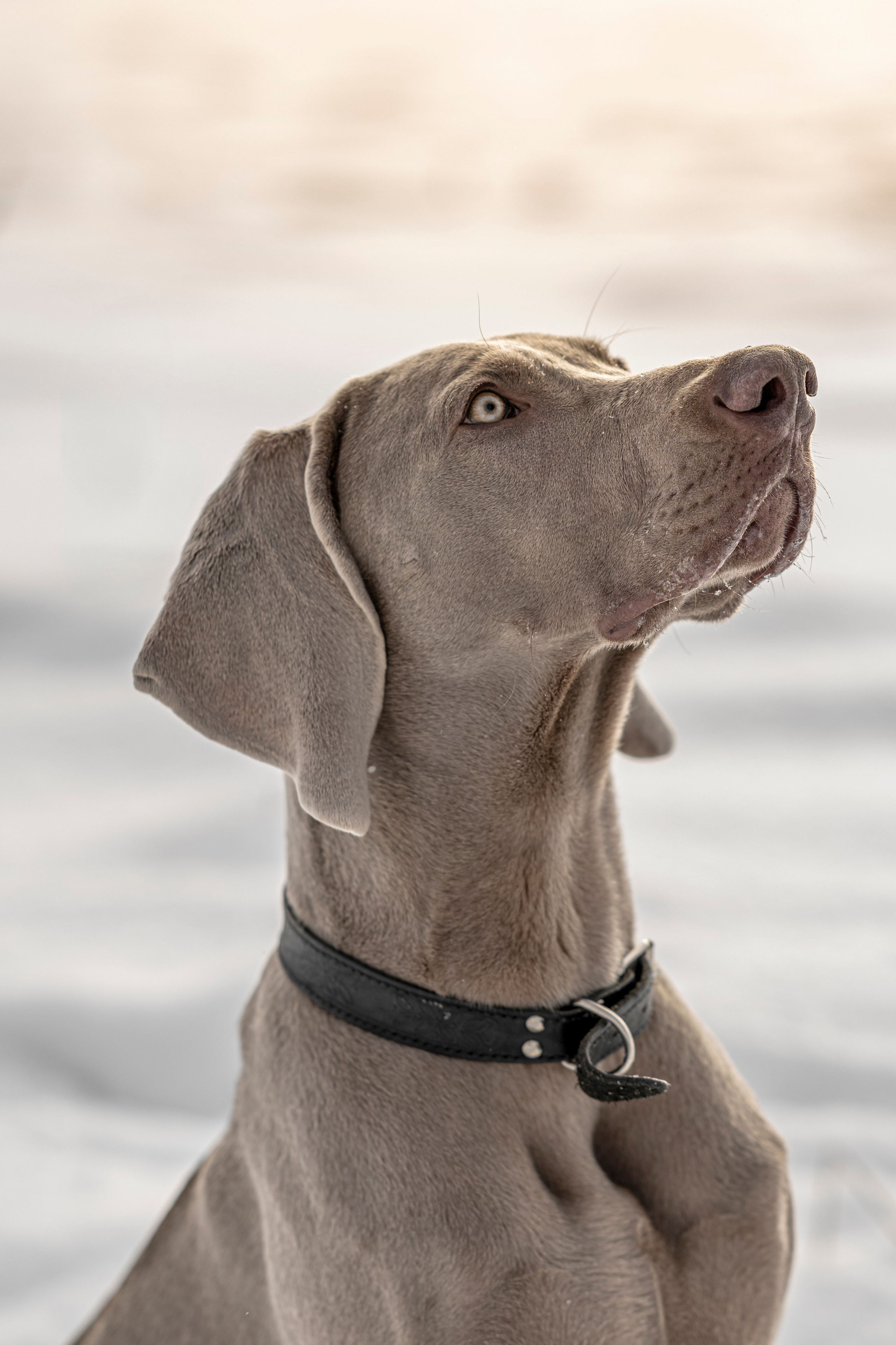 Фотопрогулка с красивой собакой. Фотограф анималист в Санкт-Петербурге Таша Крейв