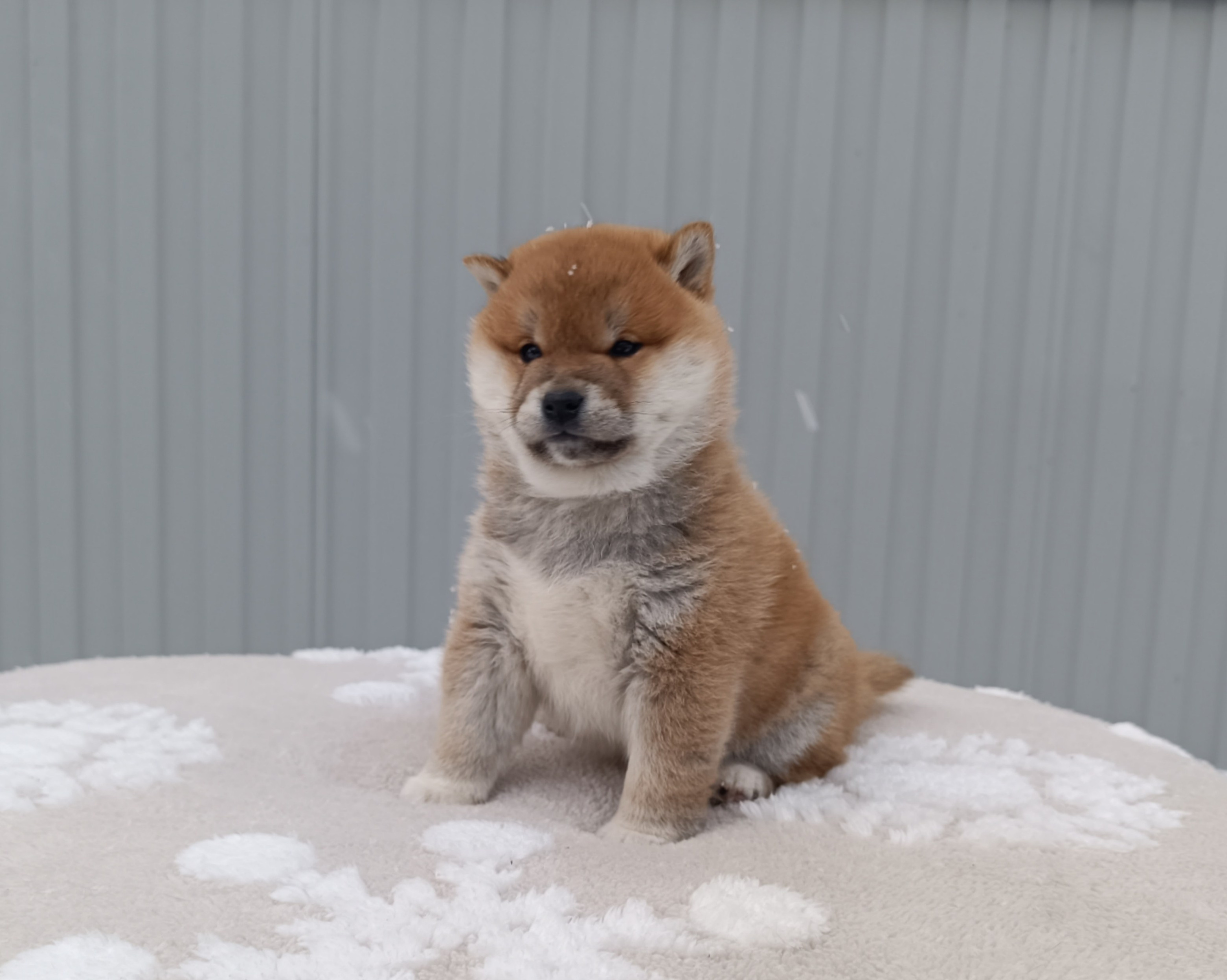 сиба питомник Рубилайт щенки на продажу rubylight  сиба щенки купить СПб Санкт-Петербург 