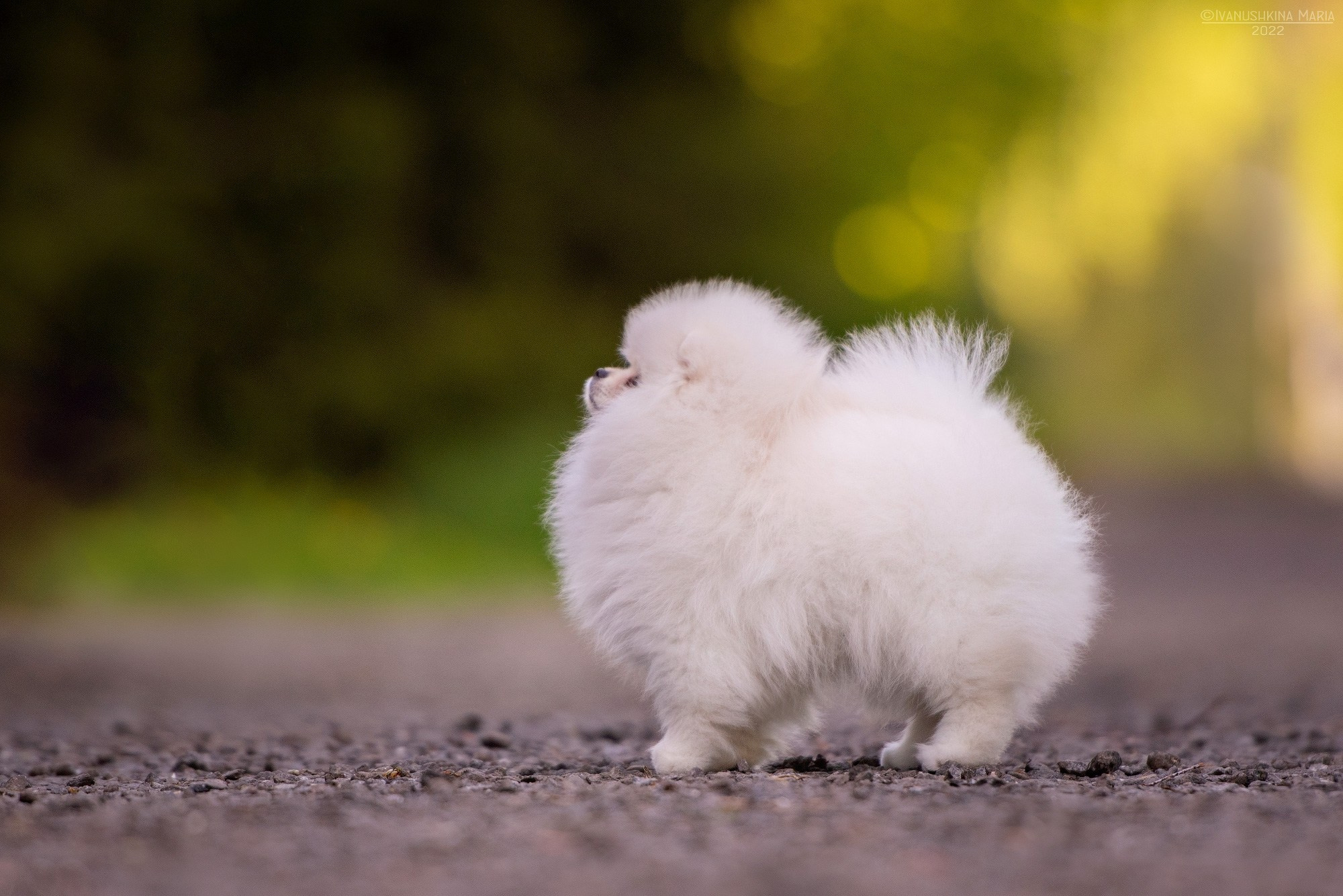 Экстерьерная фотосессия собаки. Фотограф собак в Москве и Московской области Иванушкина Мария
