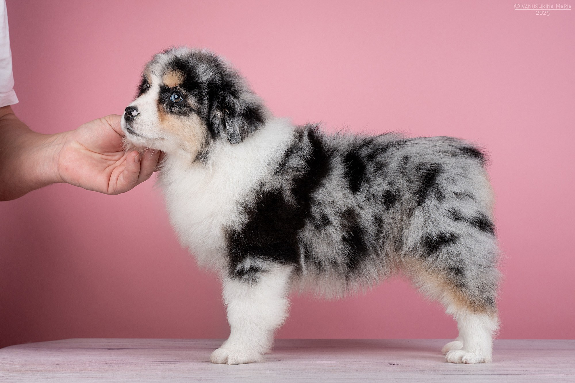 Экстерьерная фотосессия собаки. Фотограф собак в Москве и Московской области Иванушкина Мария