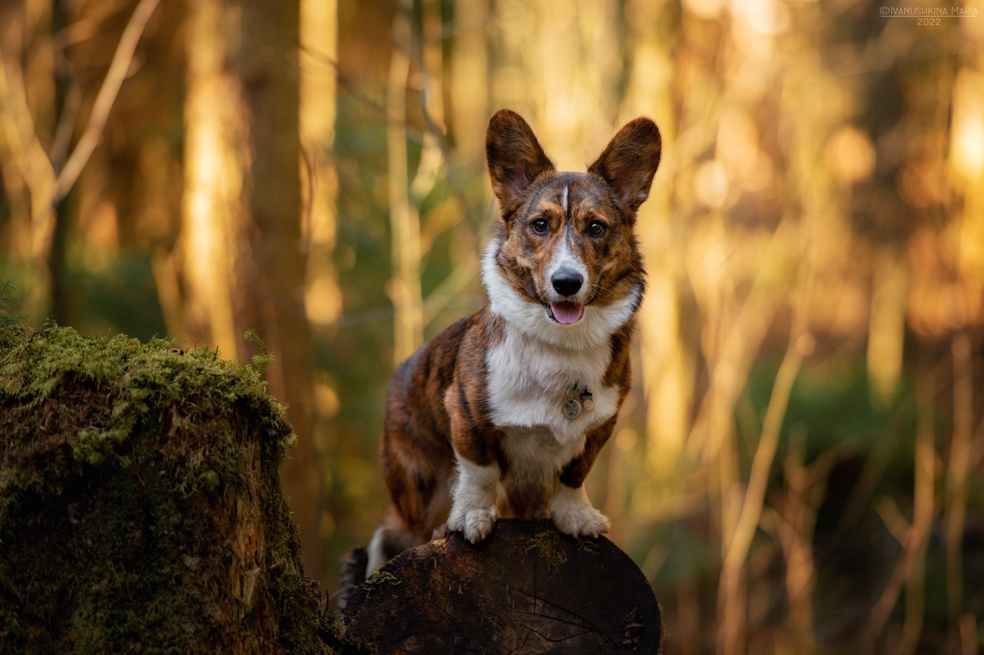 Фотограф-анималист. Фотограф собак в Москве и Московской области Иванушкина Мария